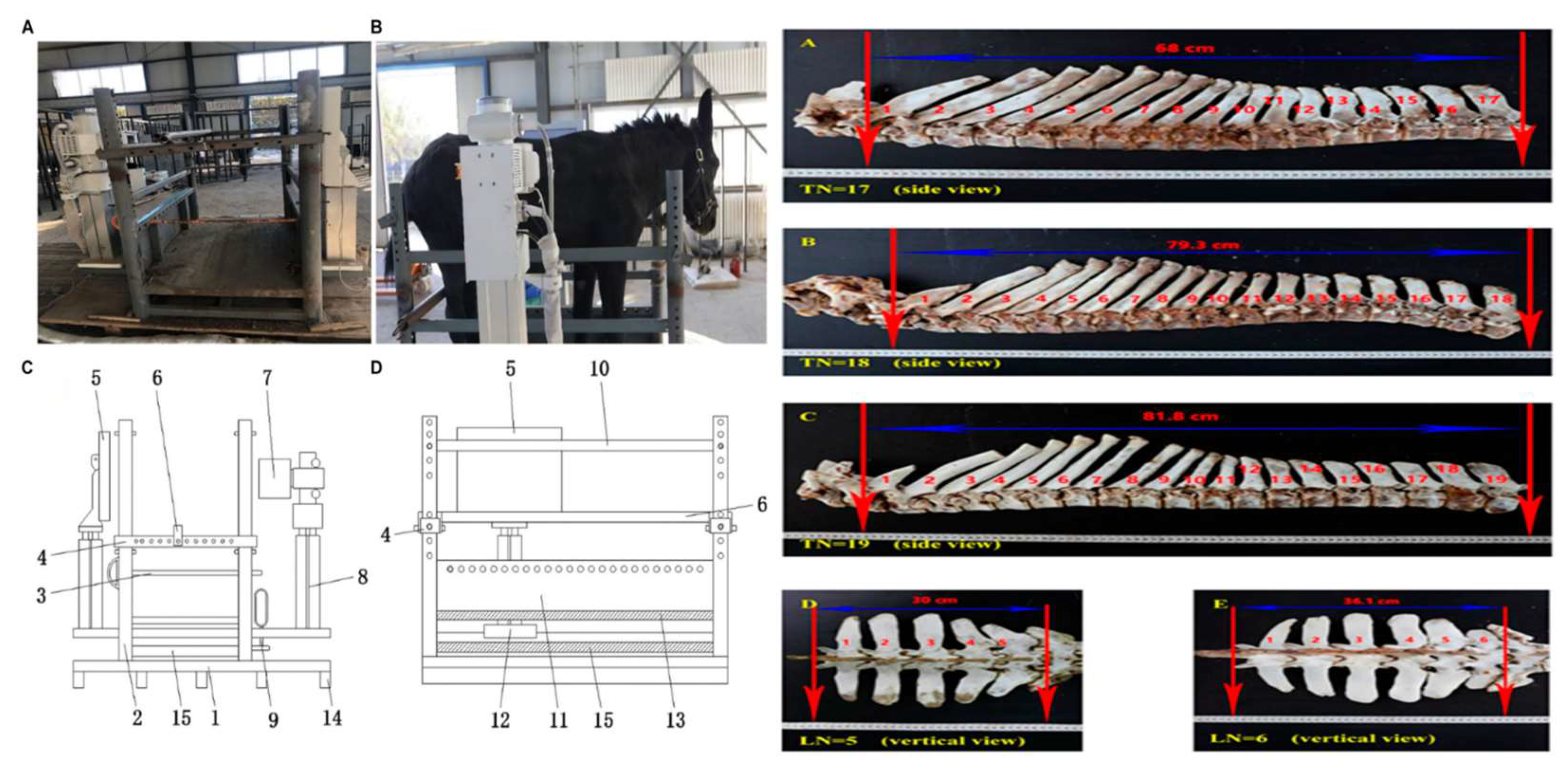 Animals 15 03464 g008