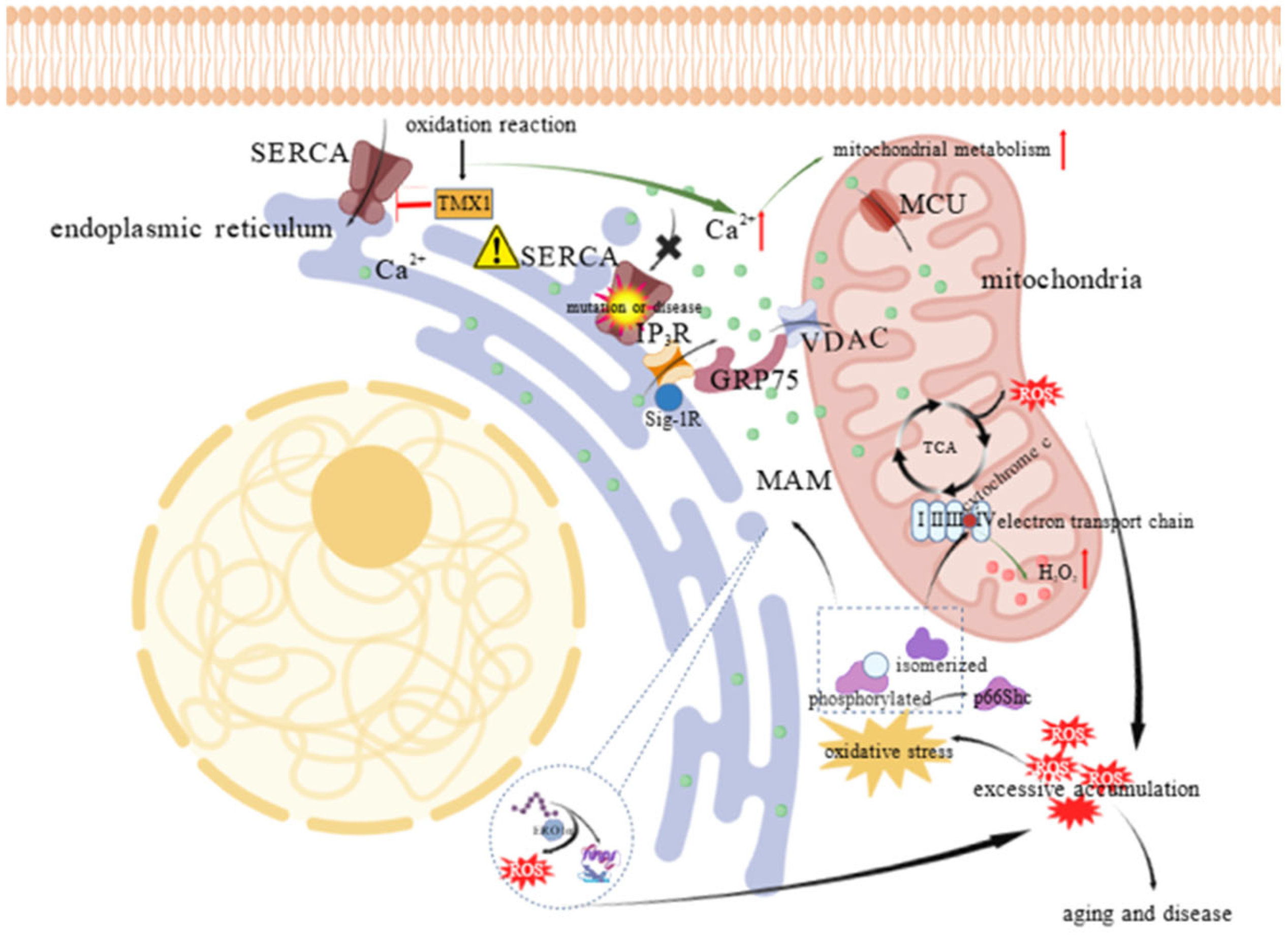Animals 15 03465 g004