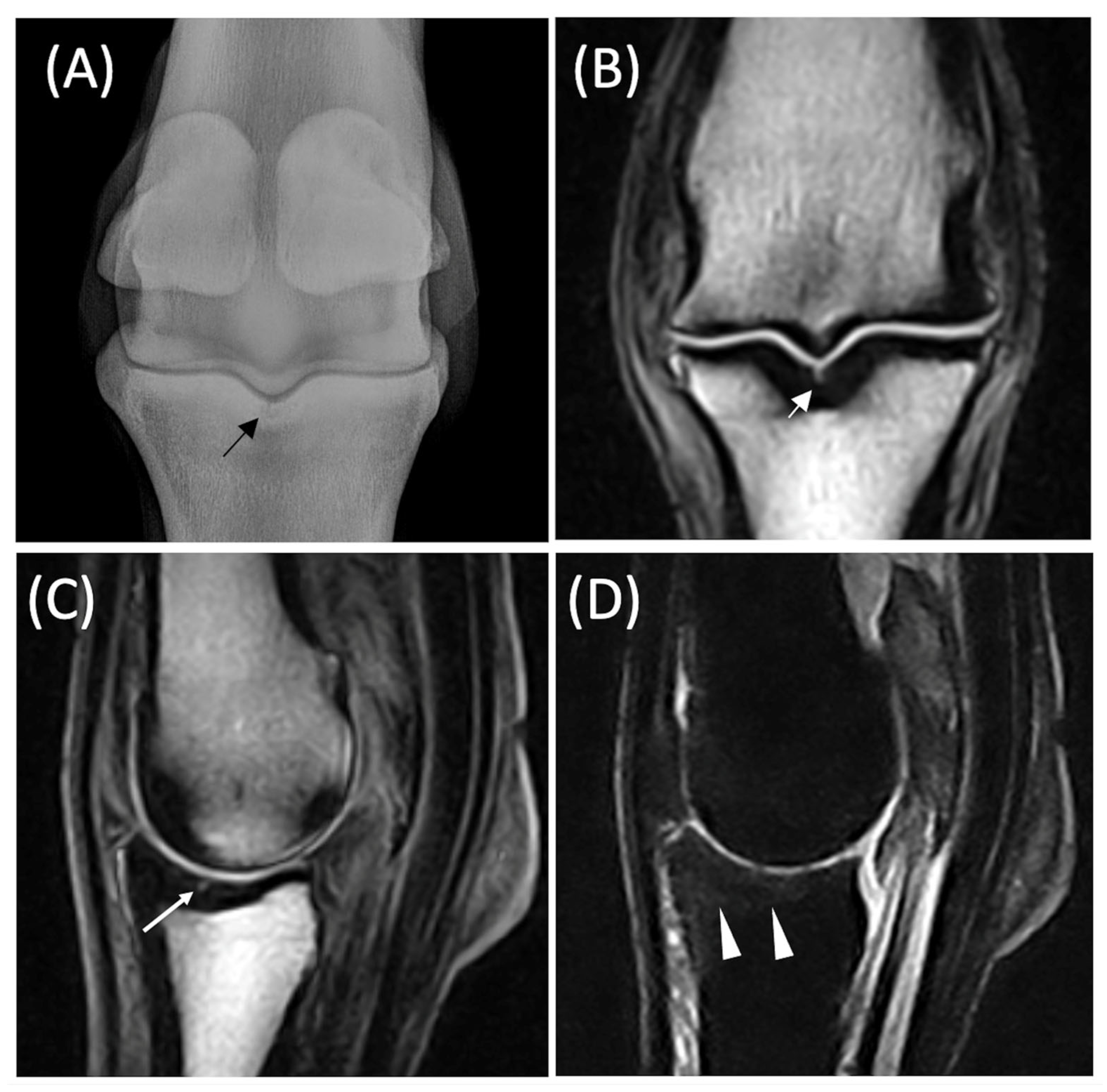 Animals 15 03468 g001