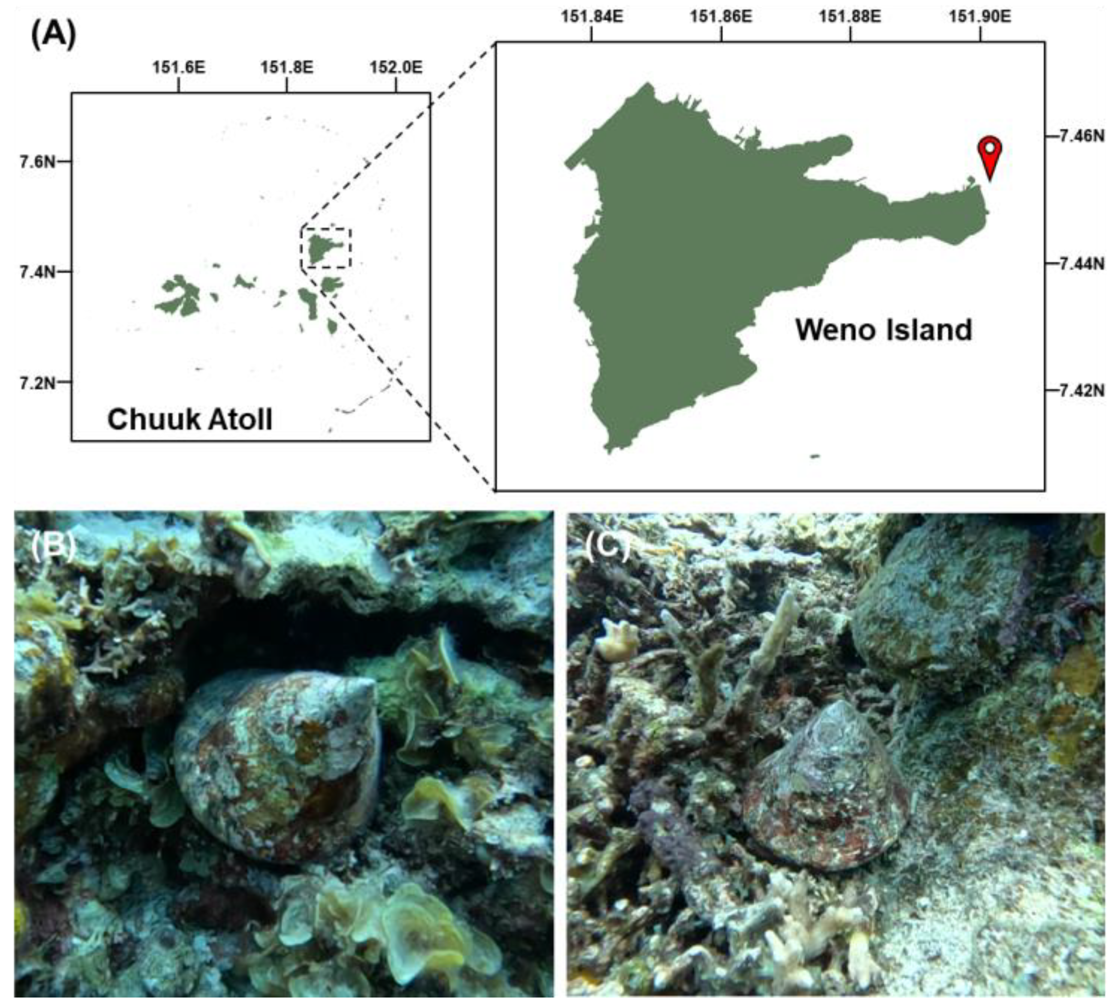 Animals 15 03471 g001