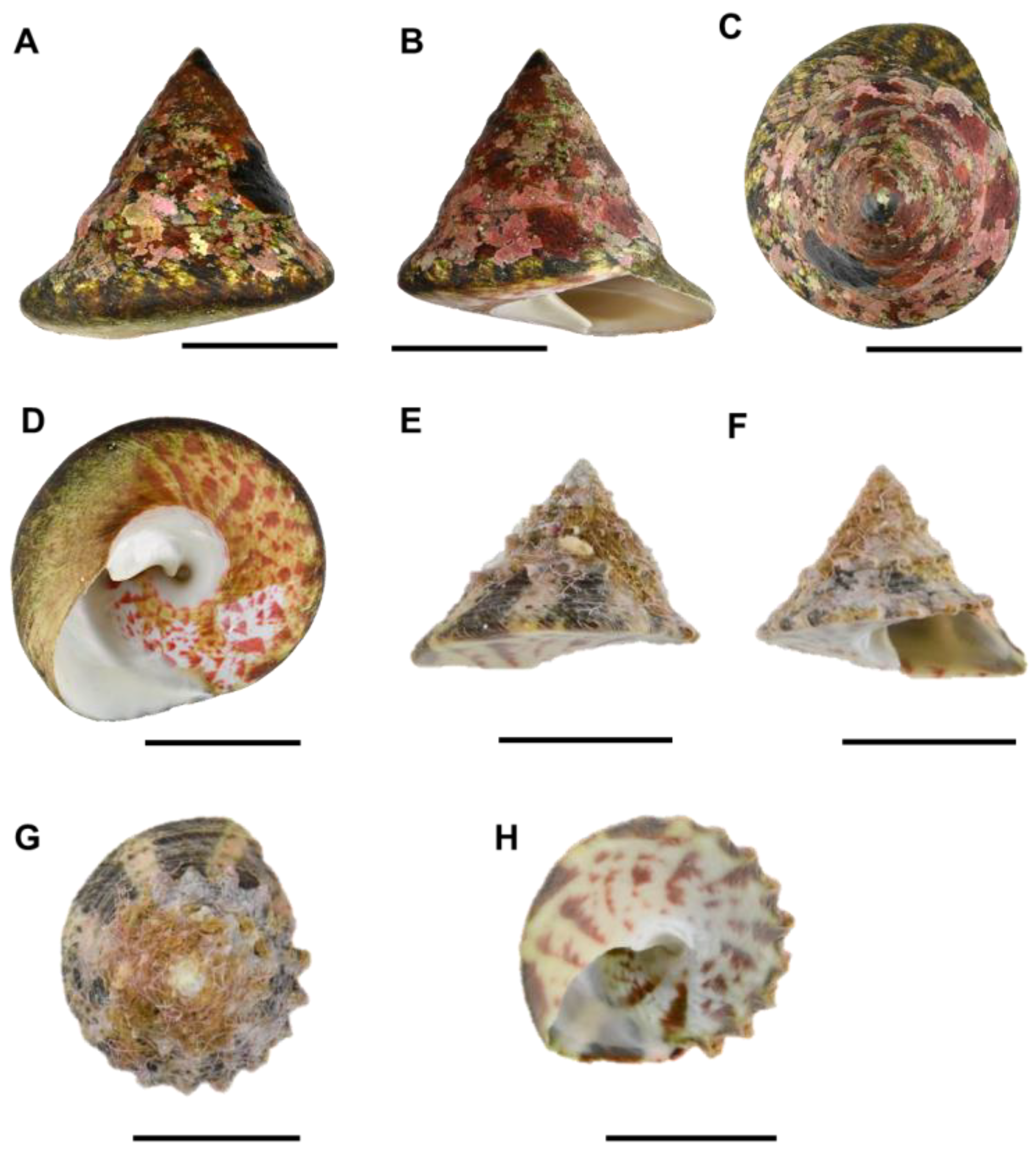 Animals 15 03471 g002