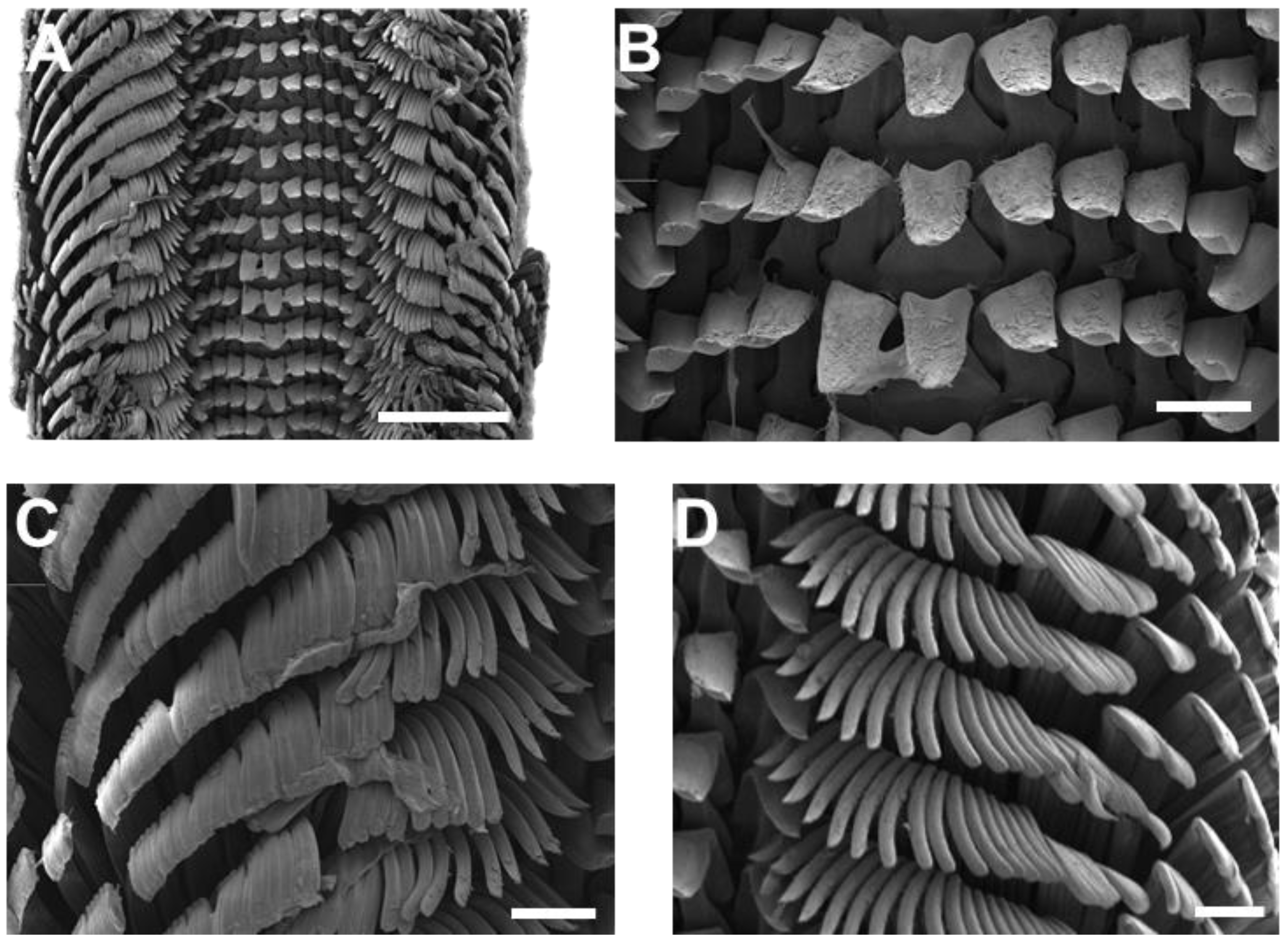 Animals 15 03471 g003