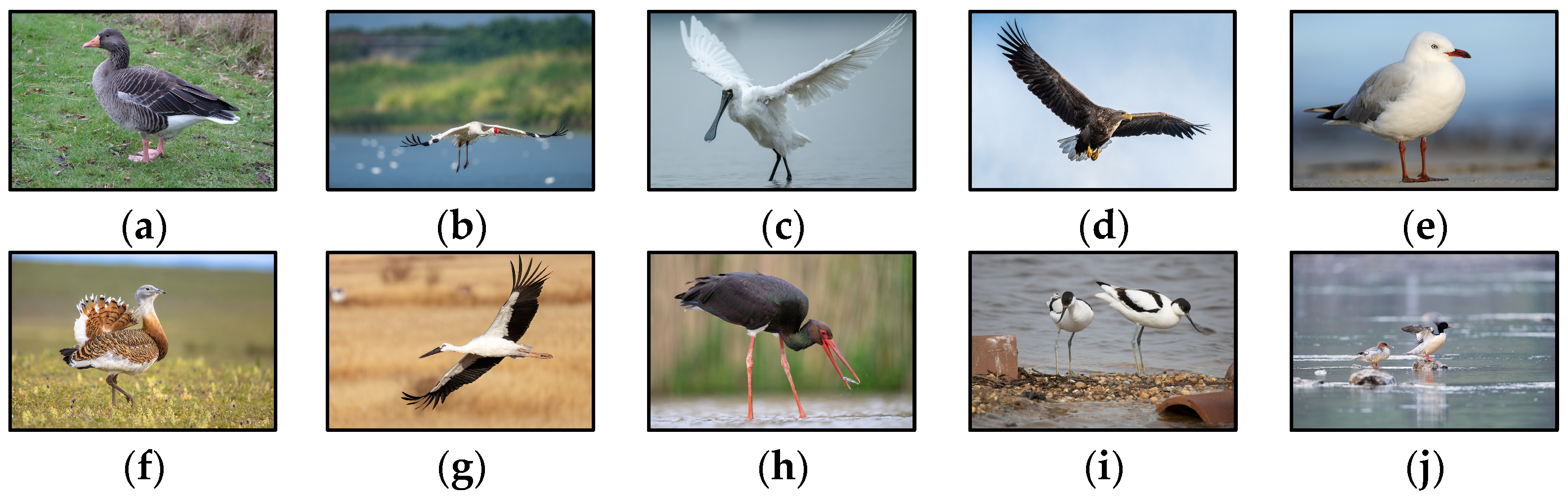 Animals 15 03472 g002