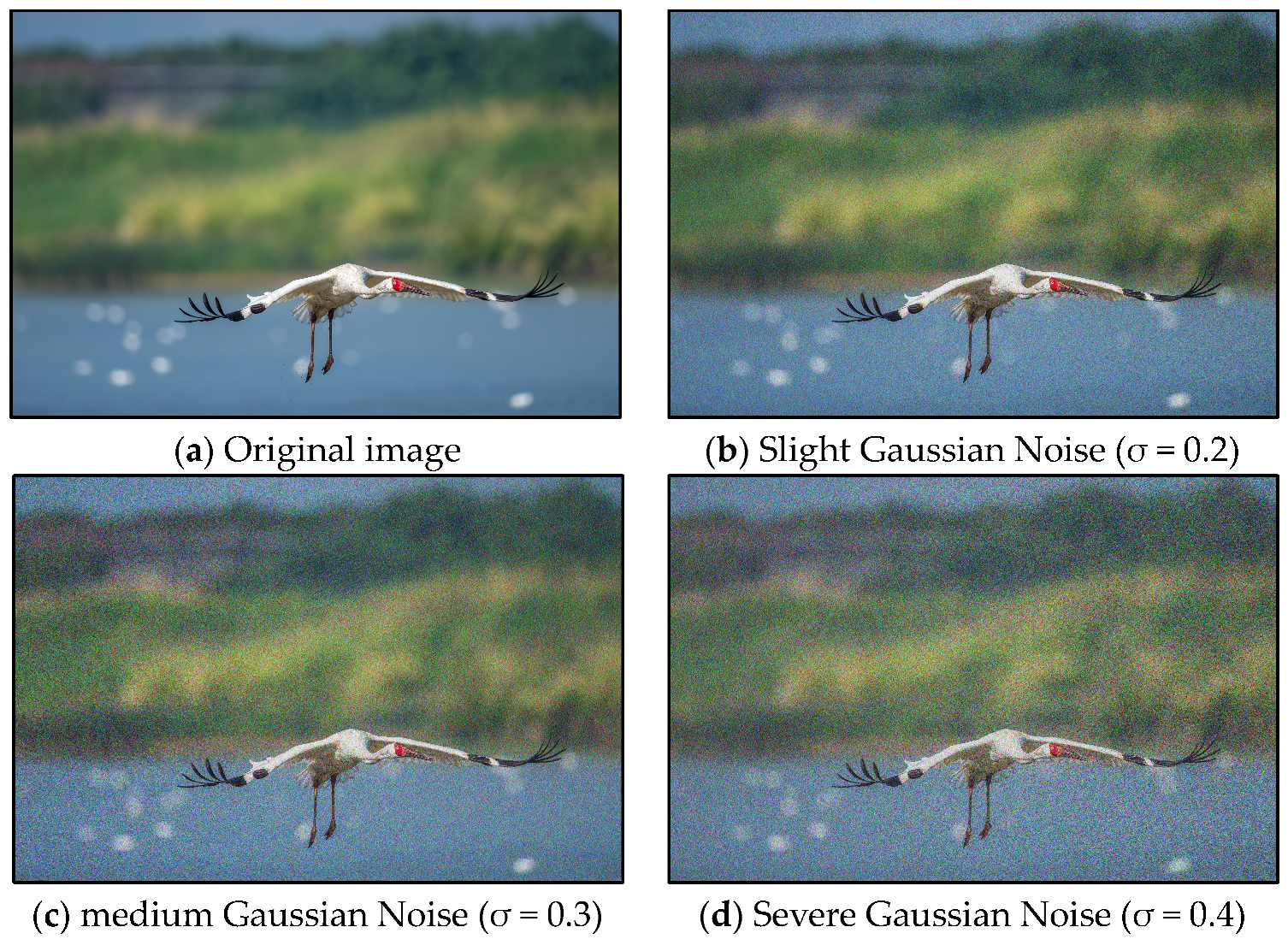 Animals 15 03472 g003