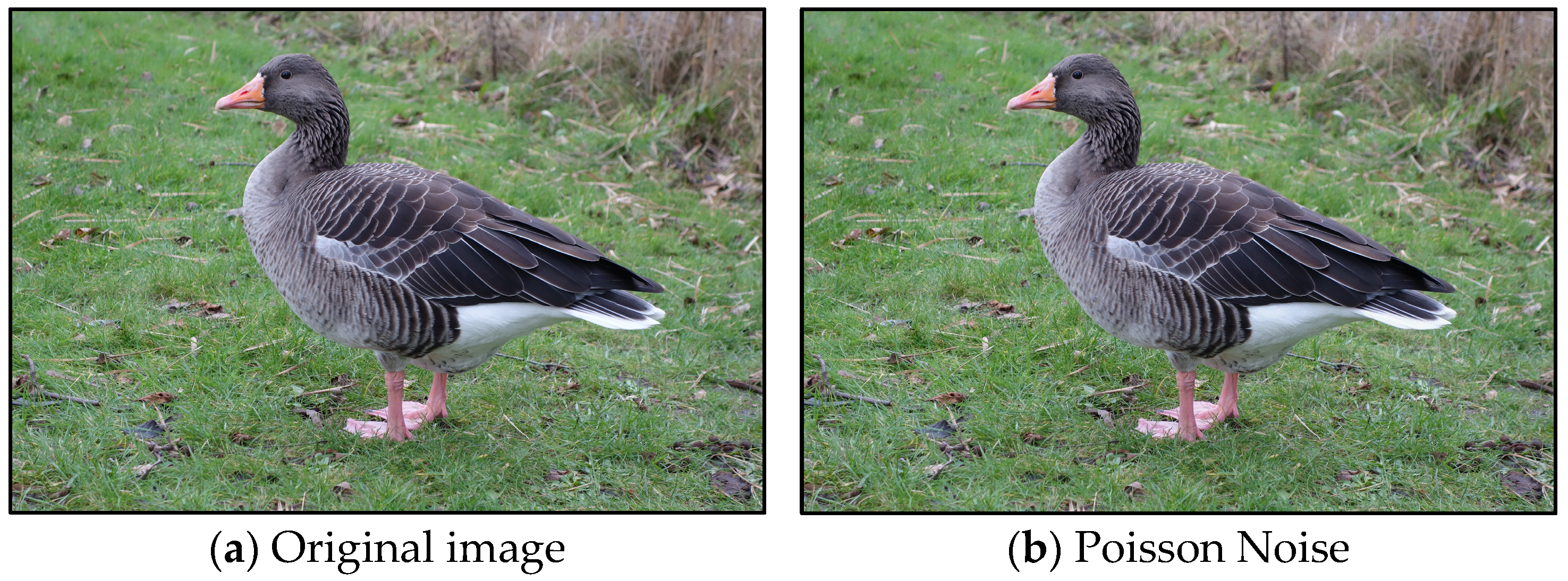 Animals 15 03472 g004