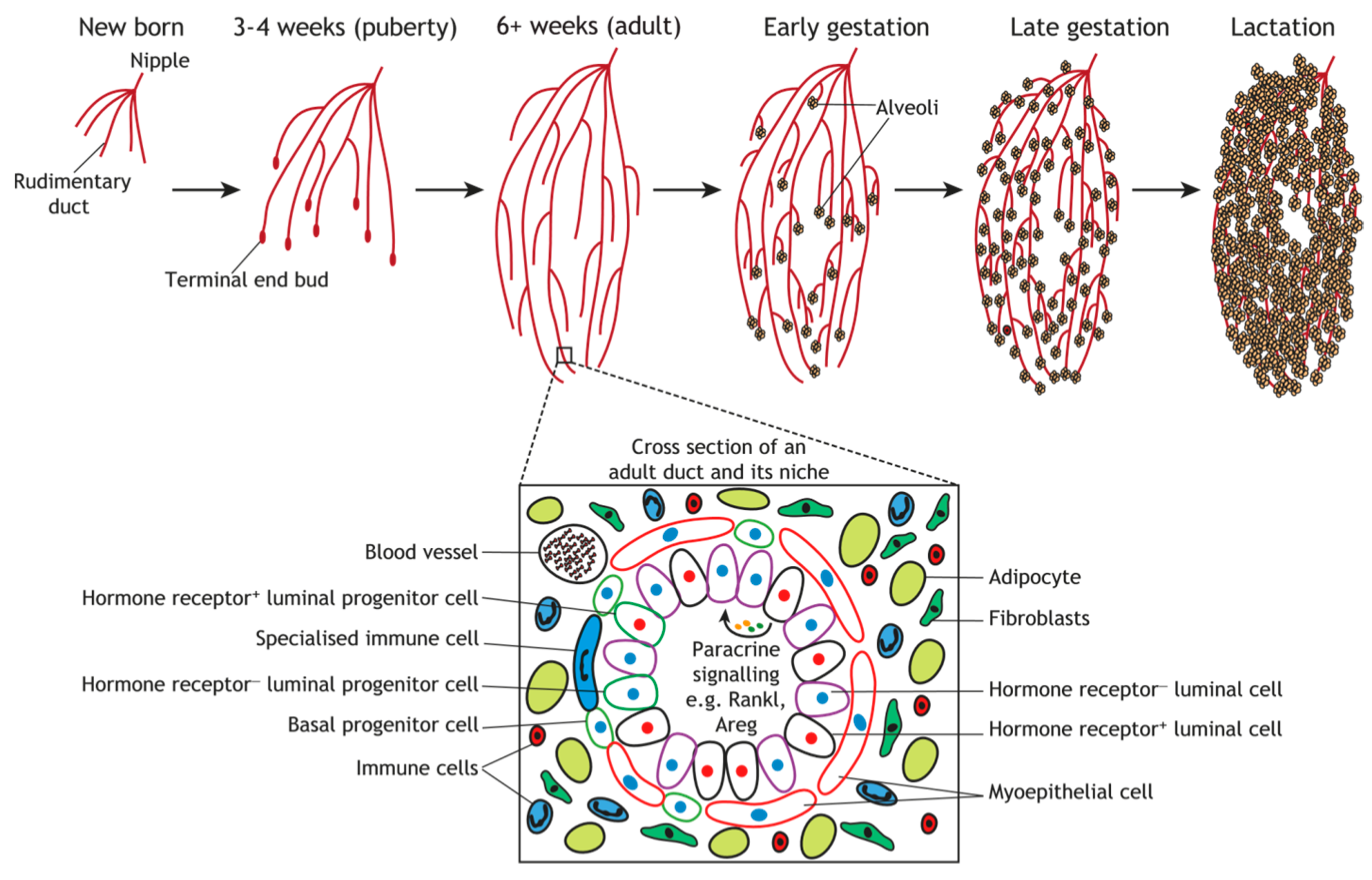 Animals 15 03480 g001