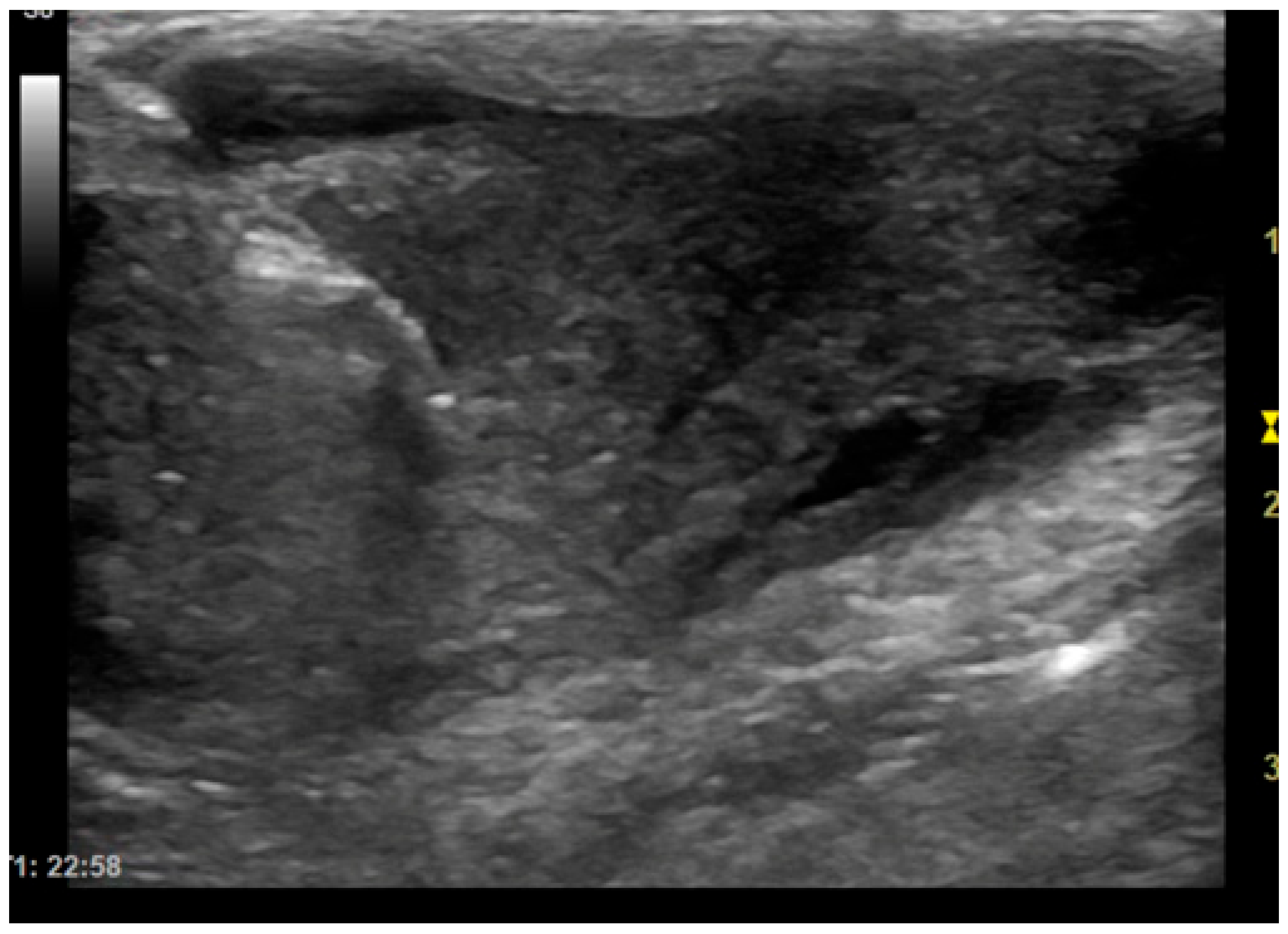 Animals 15 03489 g001