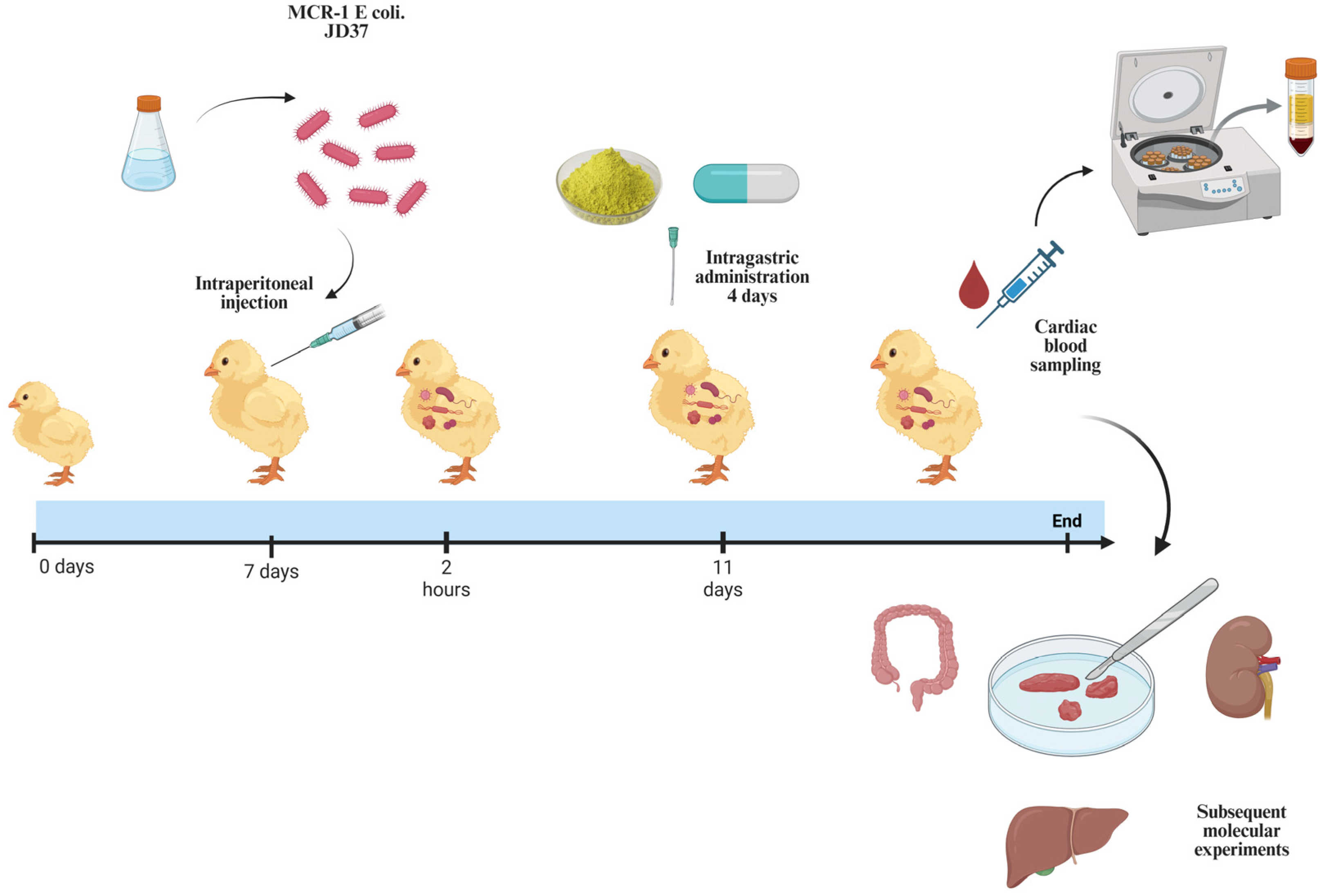 Animals 15 03491 g001 Animals 15 03491 g001