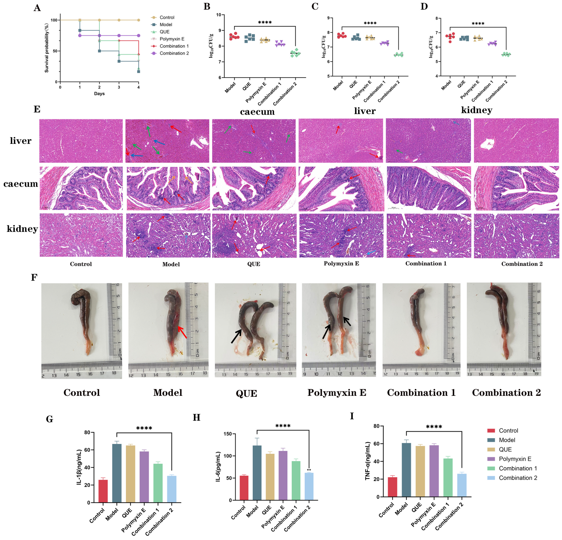 Animals 15 03491 g007 Animals 15 03491 g007