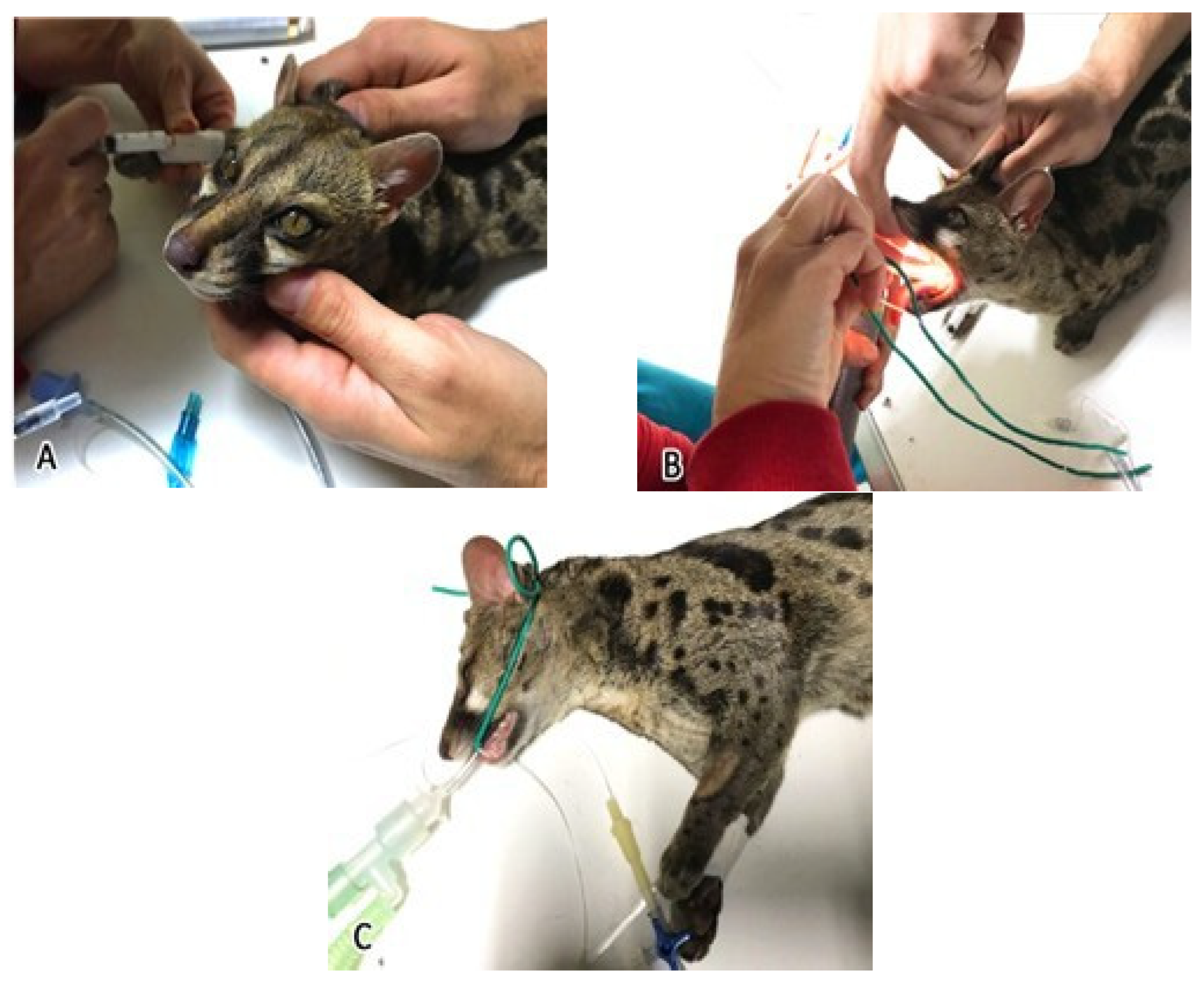 Animals 15 03496 g001