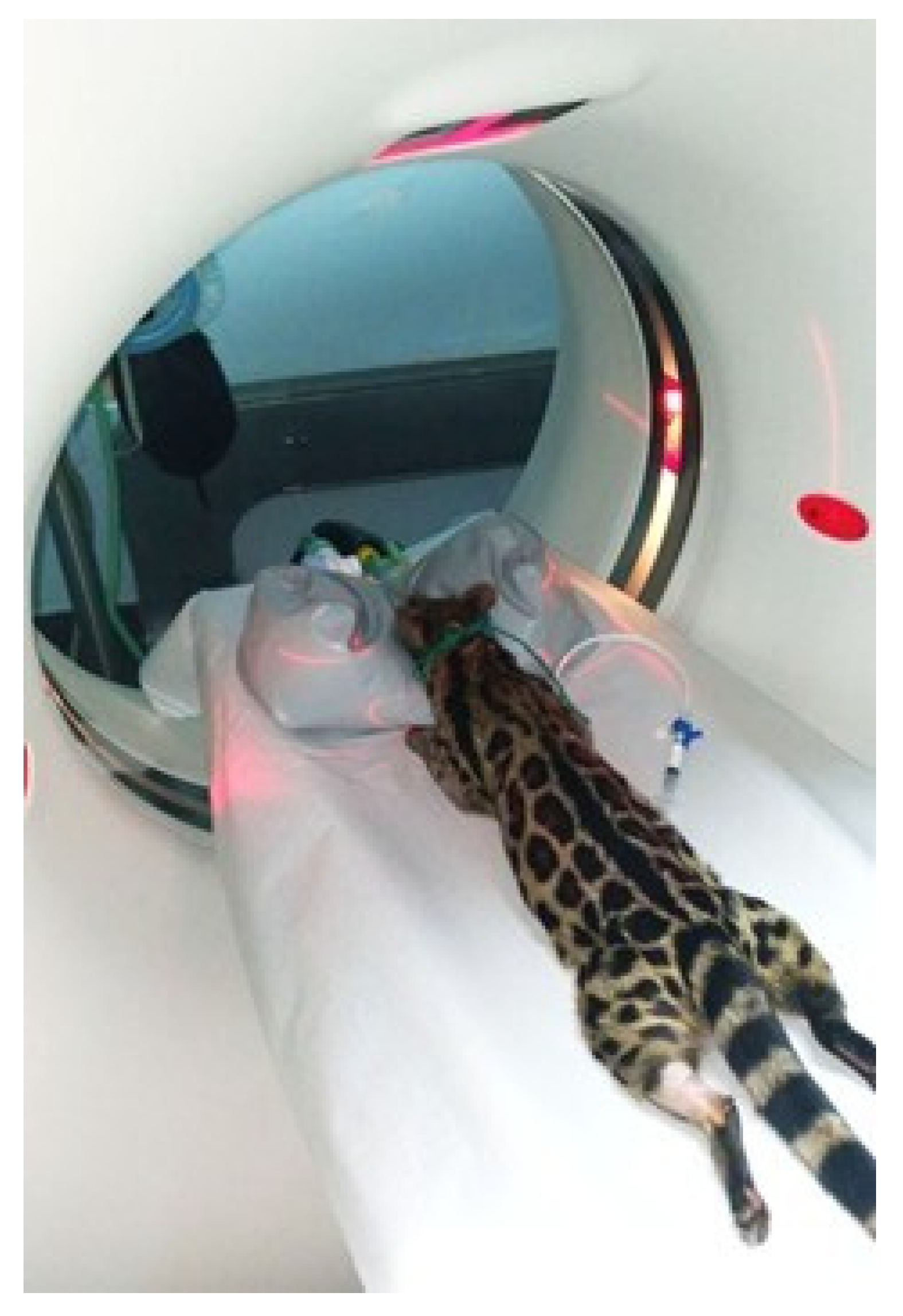 Animals 15 03496 g002