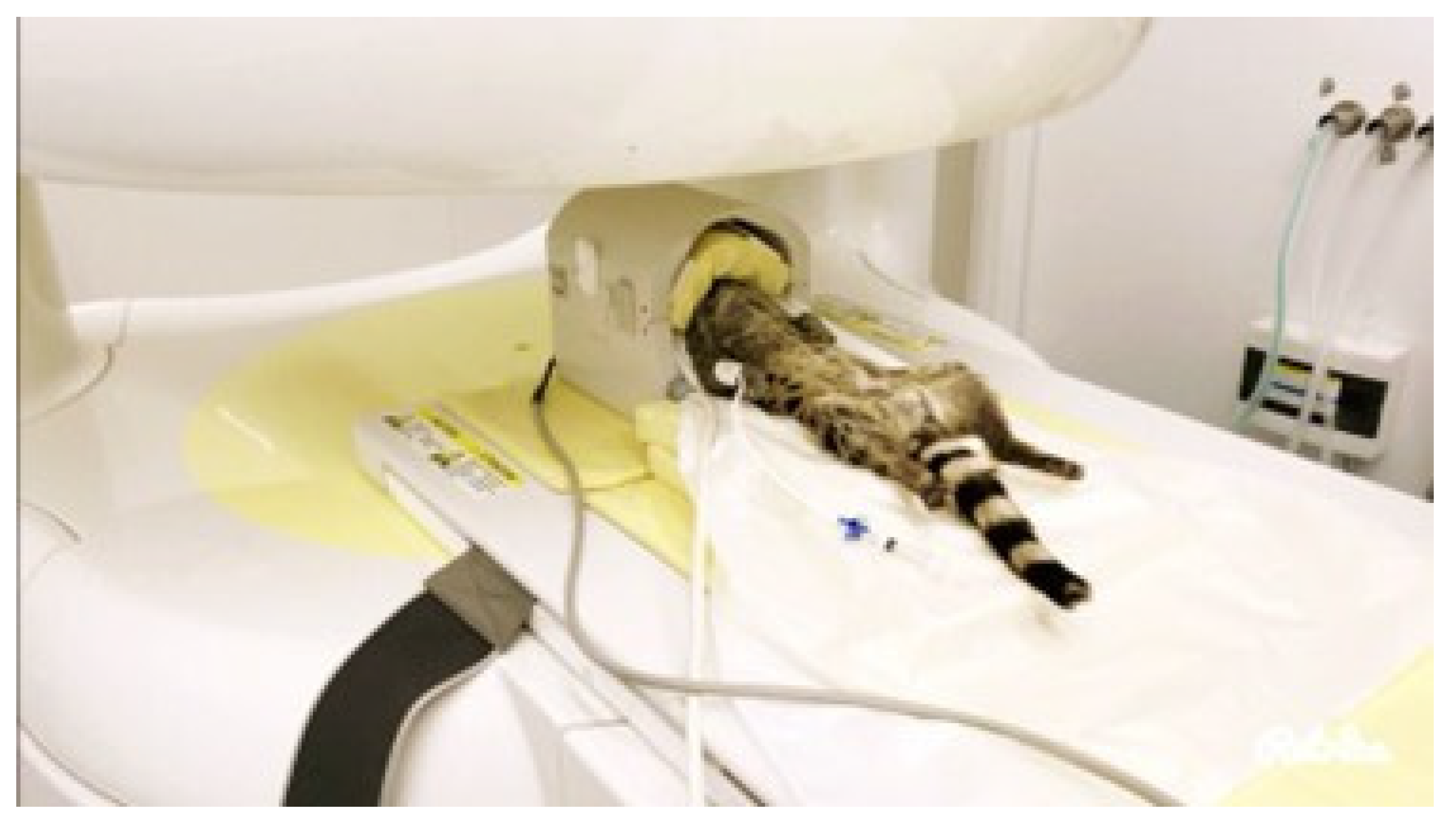 Animals 15 03496 g003