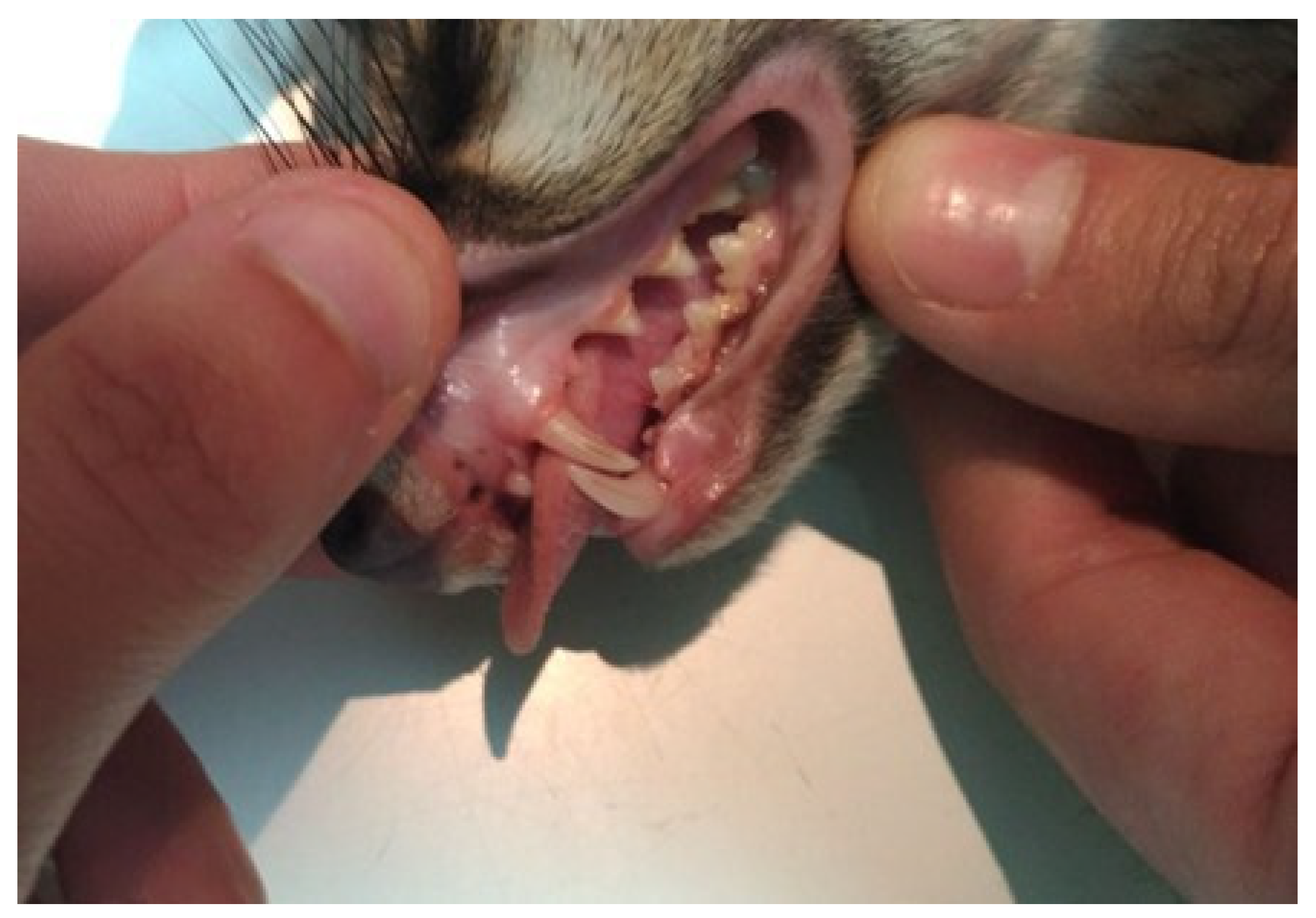 Animals 15 03496 g004