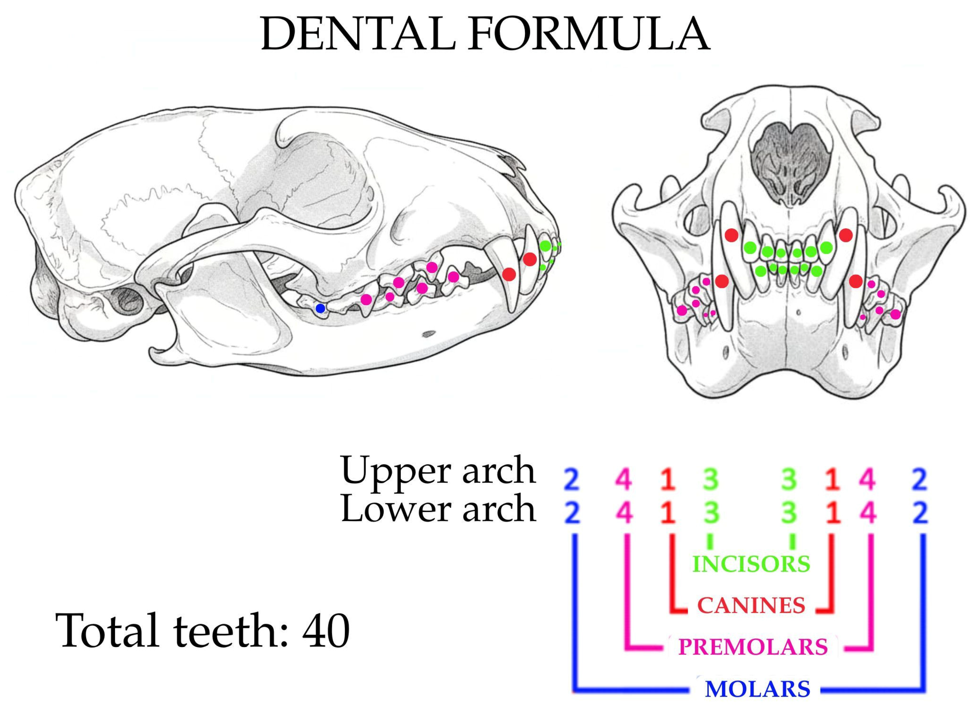 Animals 15 03496 g005