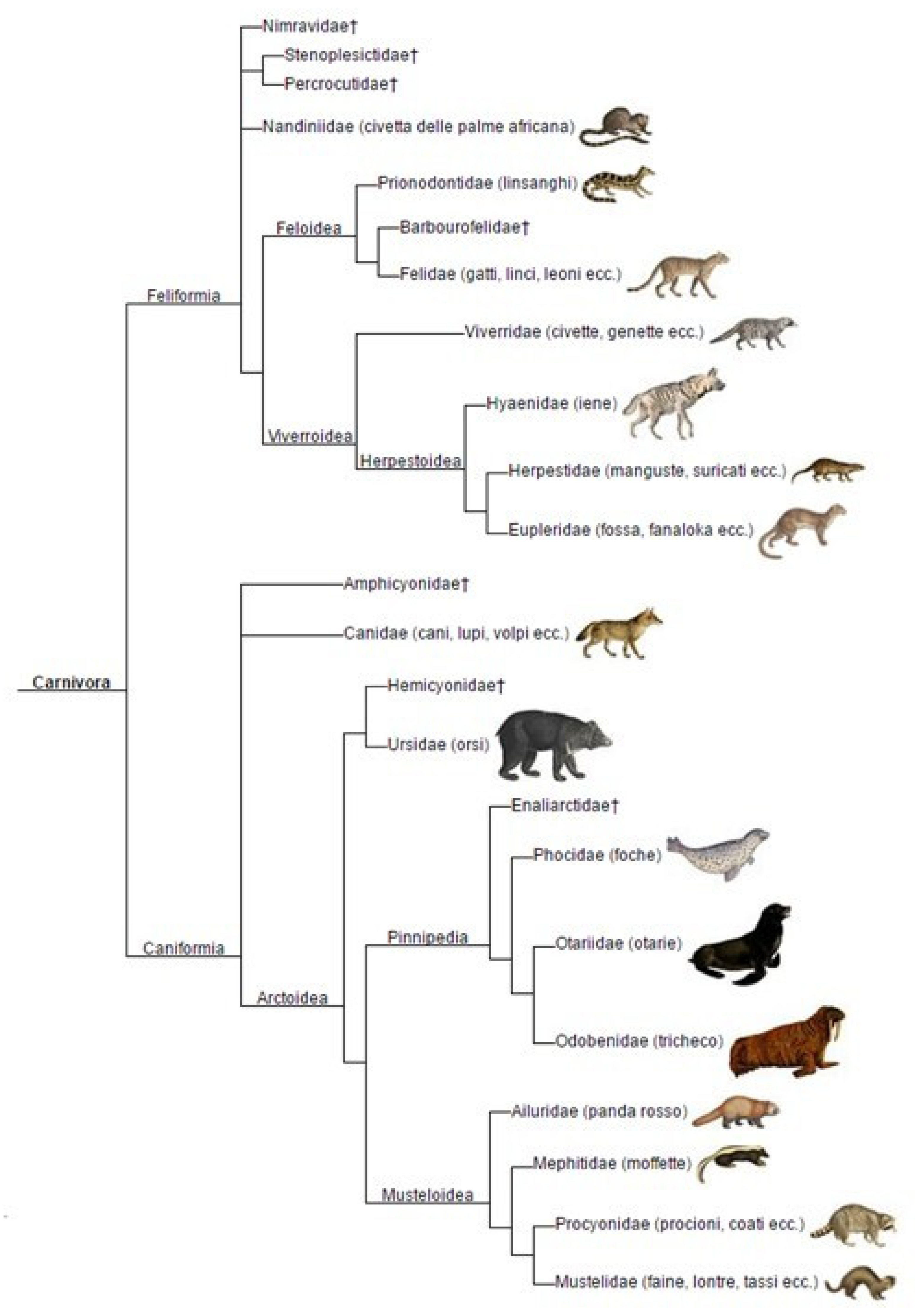 Animals 15 03496 g0a1