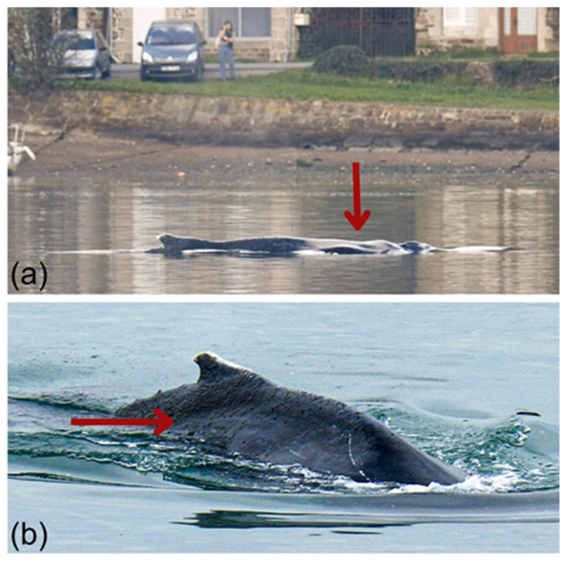 Successful Rescue of a Juvenile Humpback Whale (Megaptera novaeangliae)  Trapped Upstream of the Rance Tidal Power Station, Brittany, France