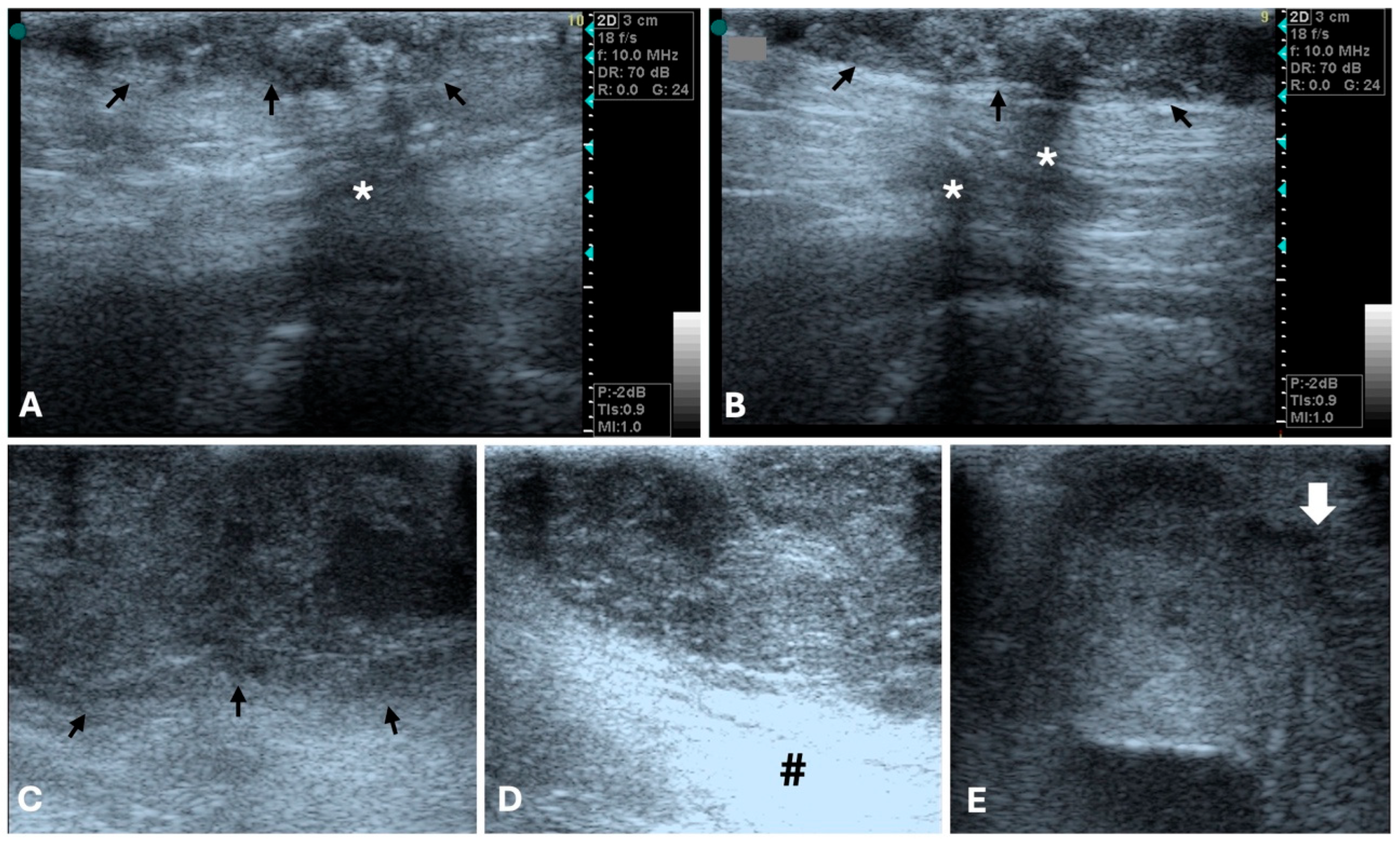Animals 15 03506 g002