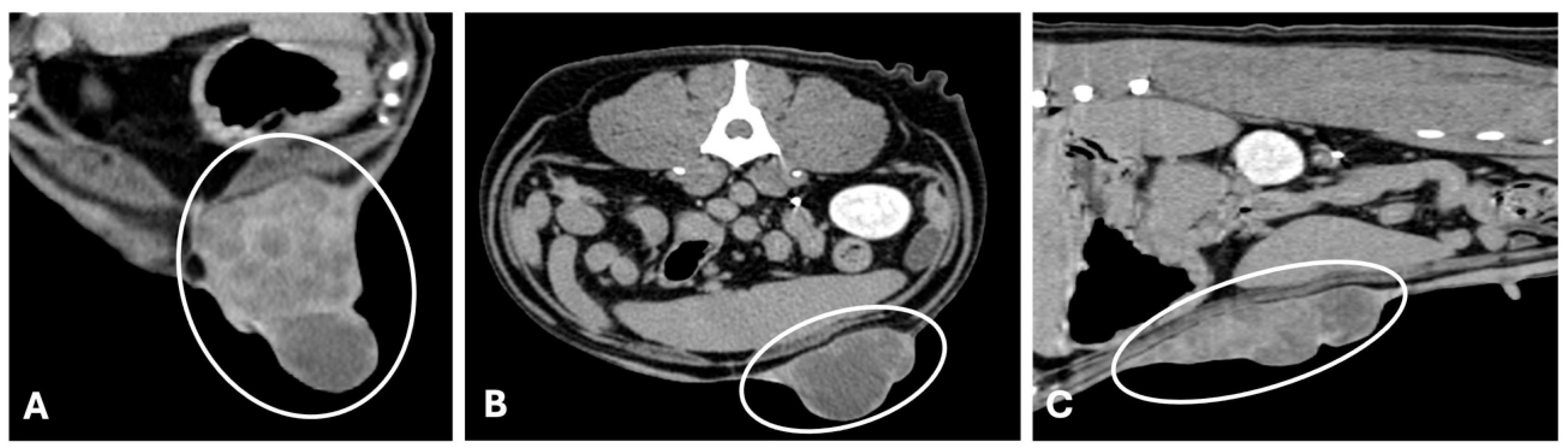 Animals 15 03506 g003