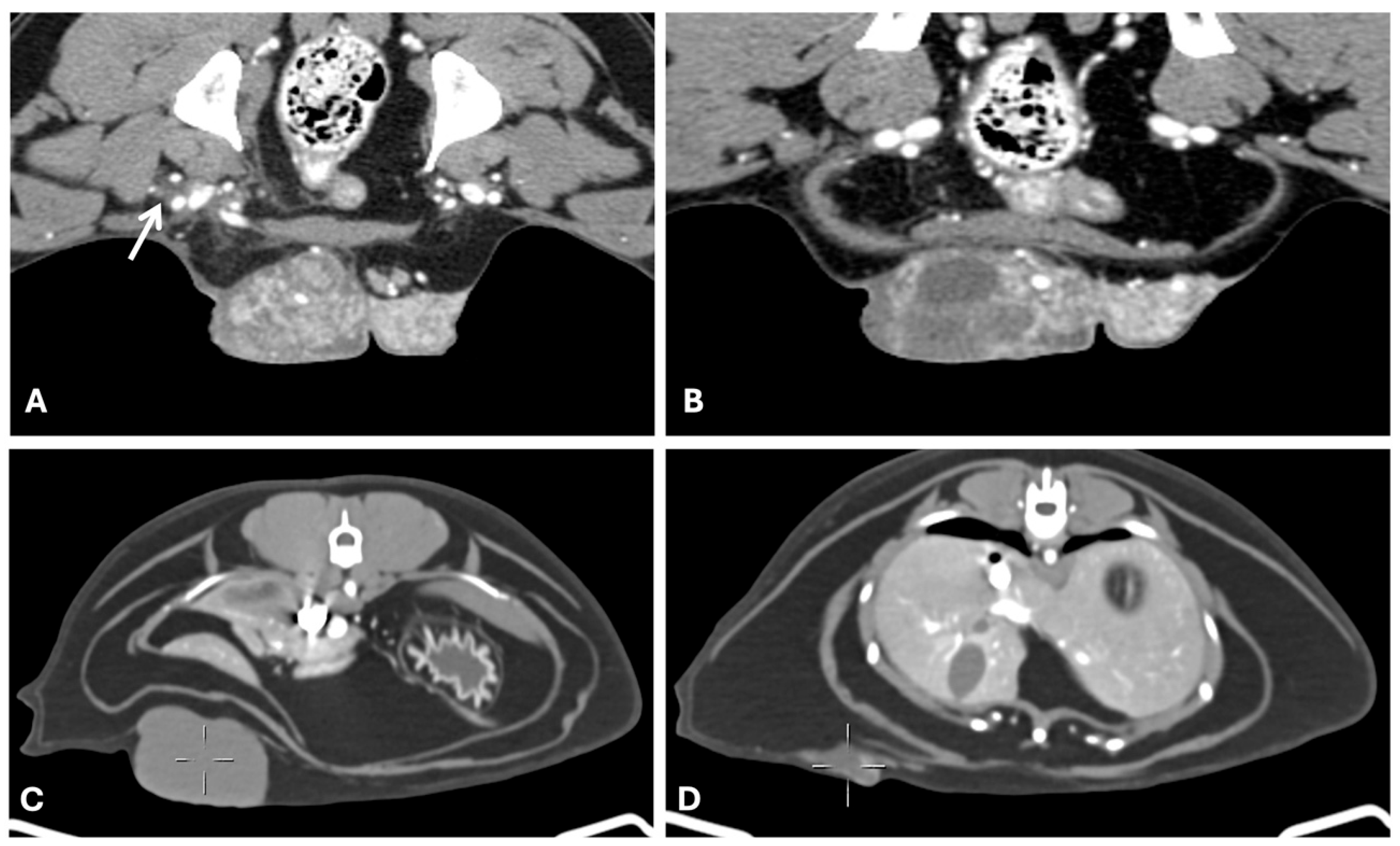 Animals 15 03506 g004