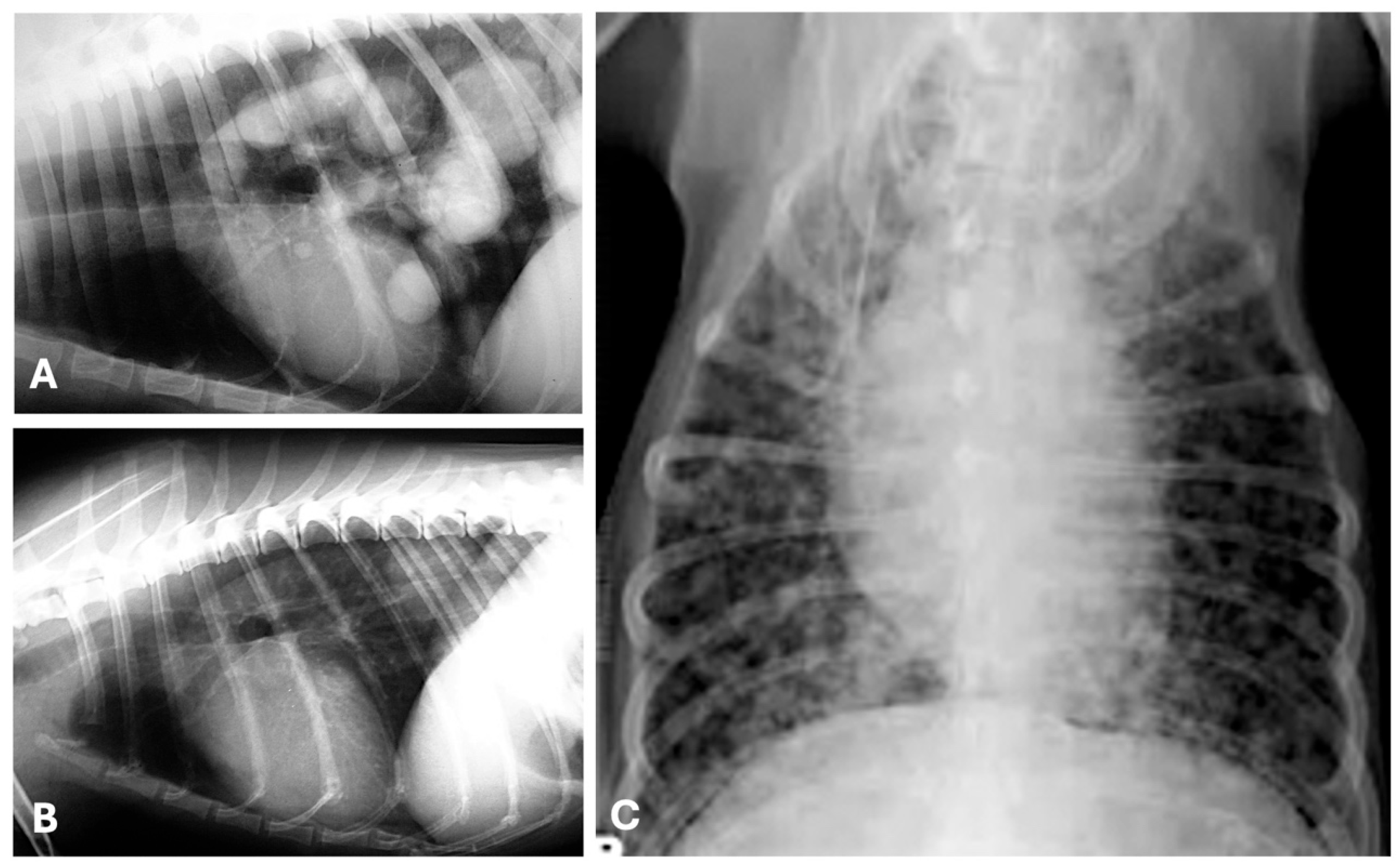 Animals 15 03506 g005