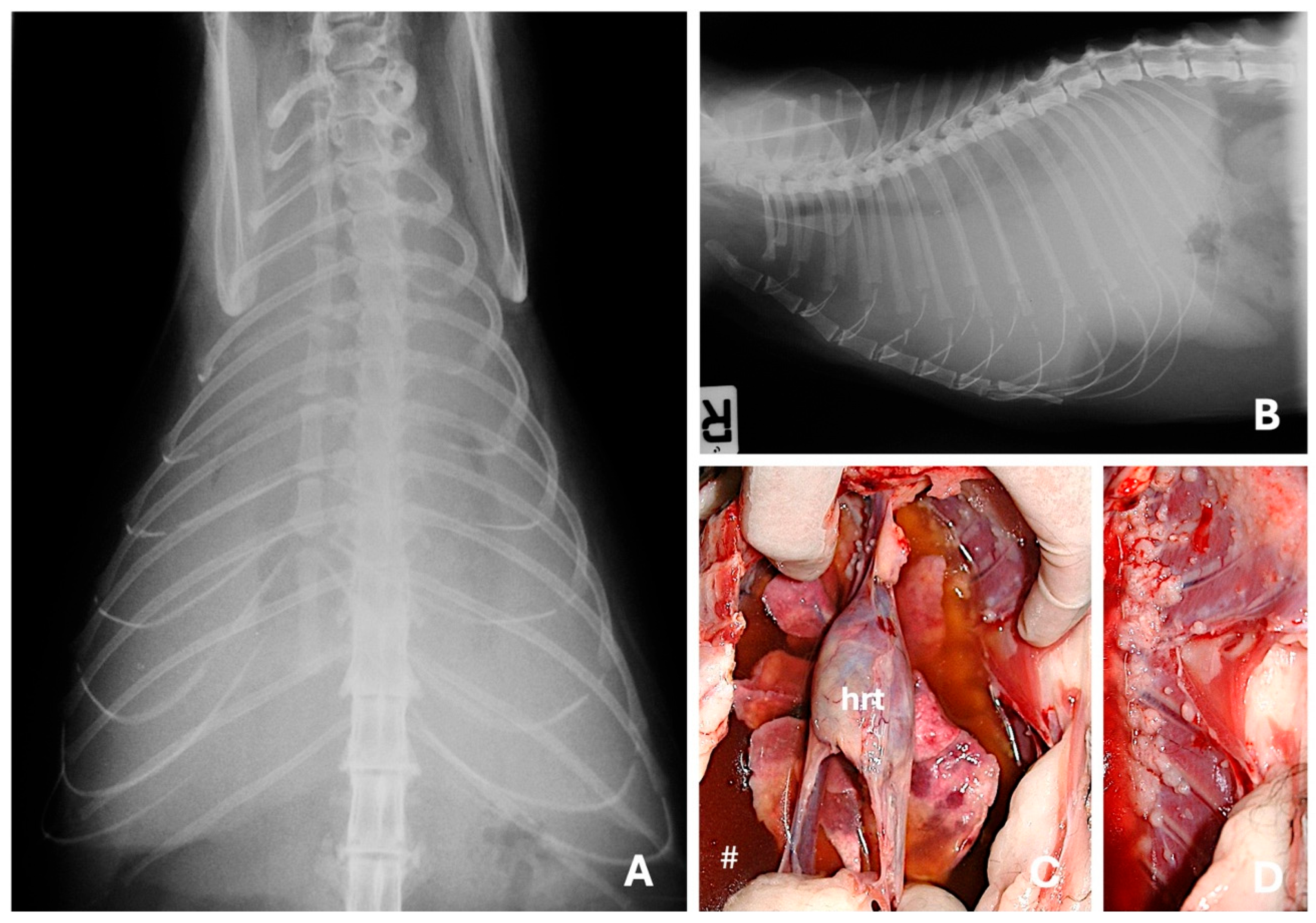 Animals 15 03506 g006