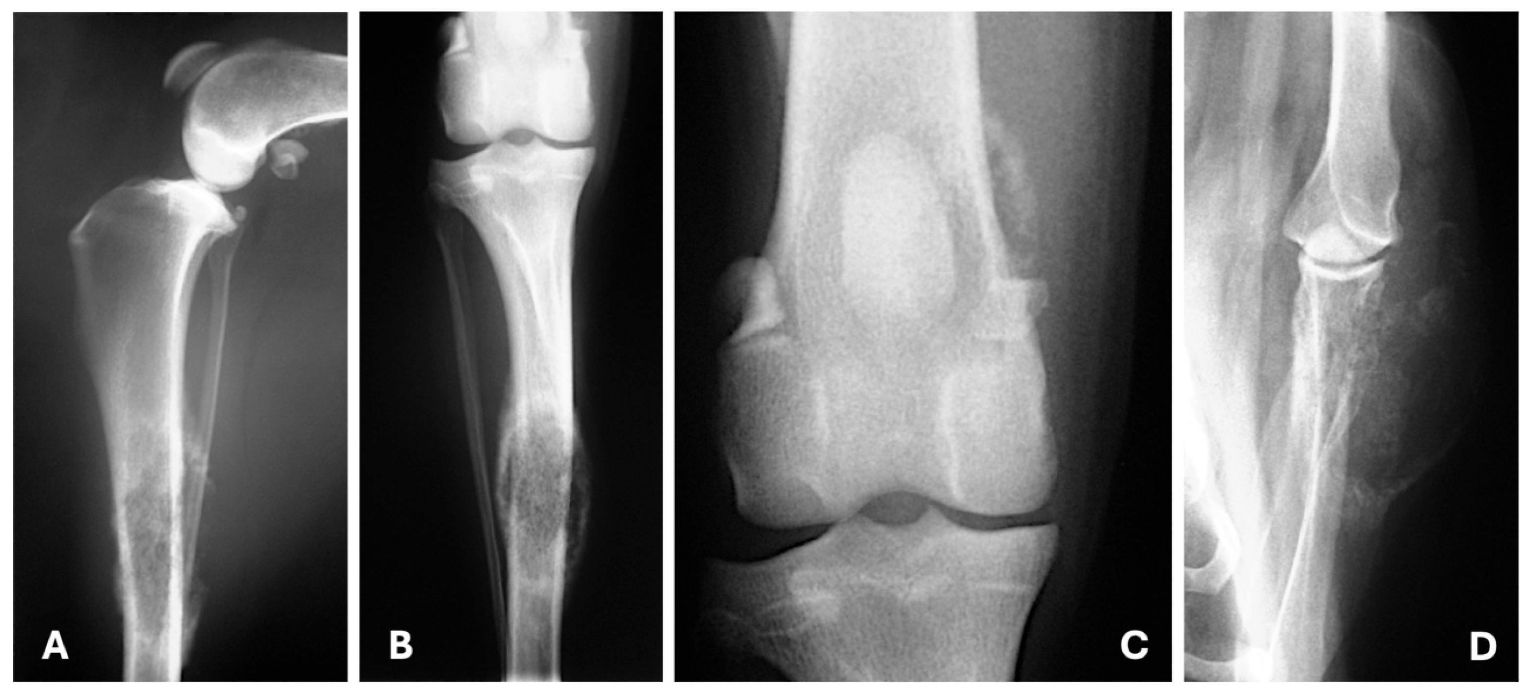 Animals 15 03506 g007