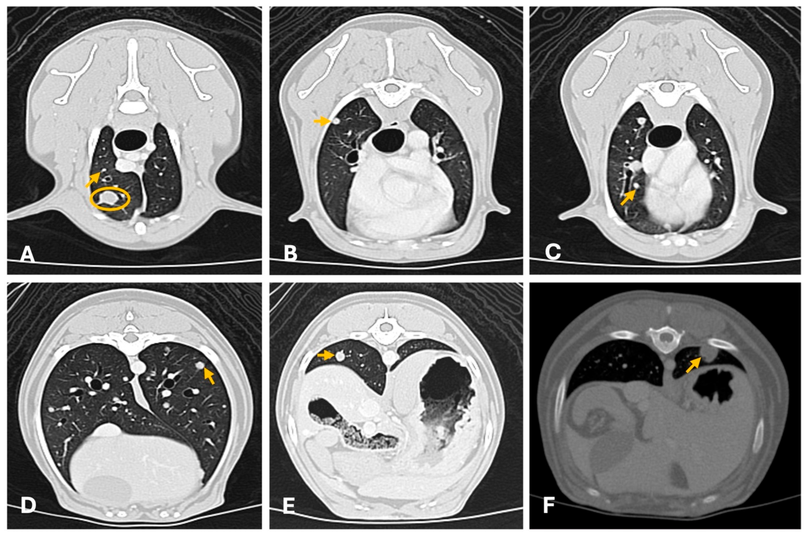 Animals 15 03506 g008