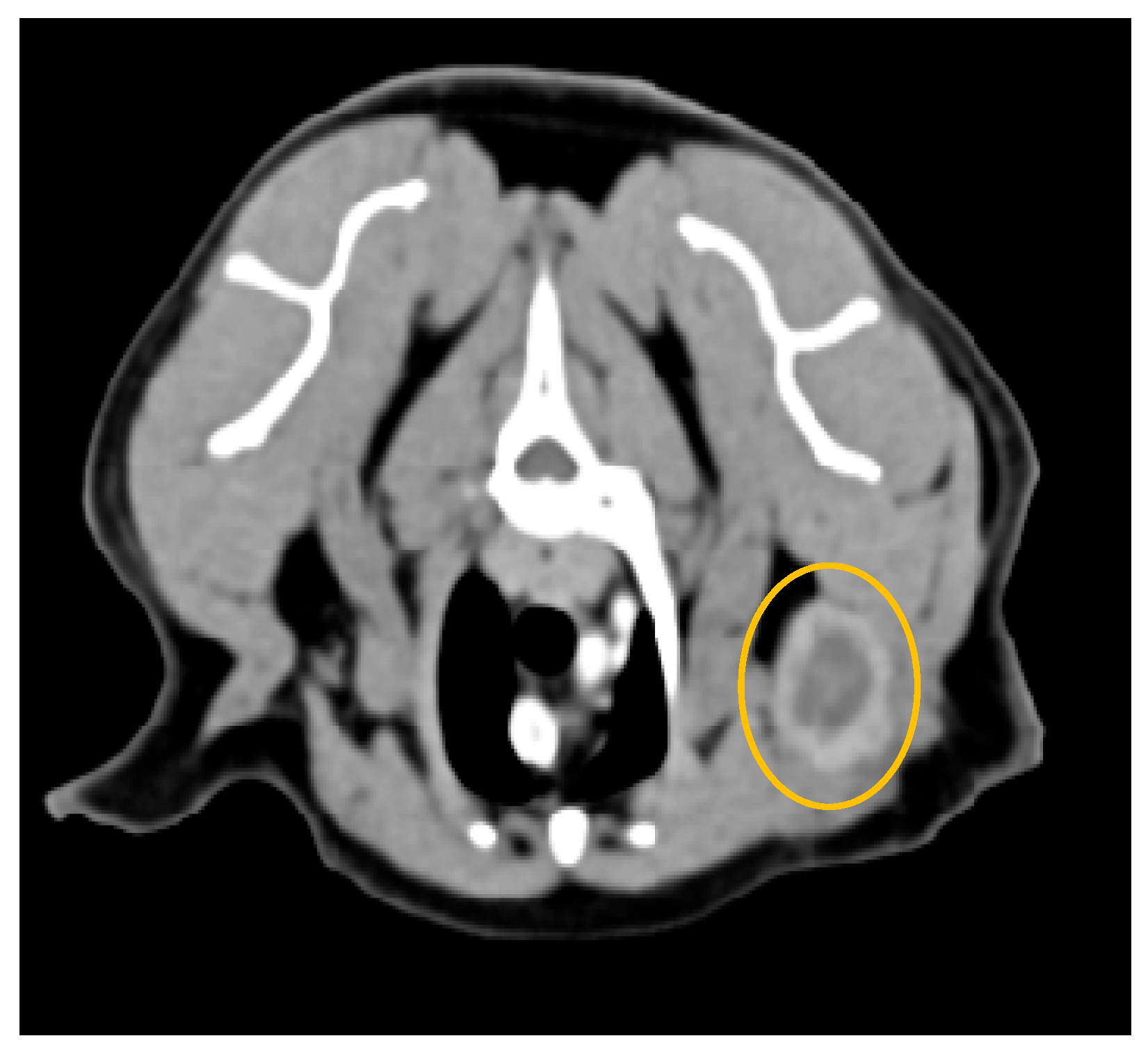 Animals 15 03506 g009