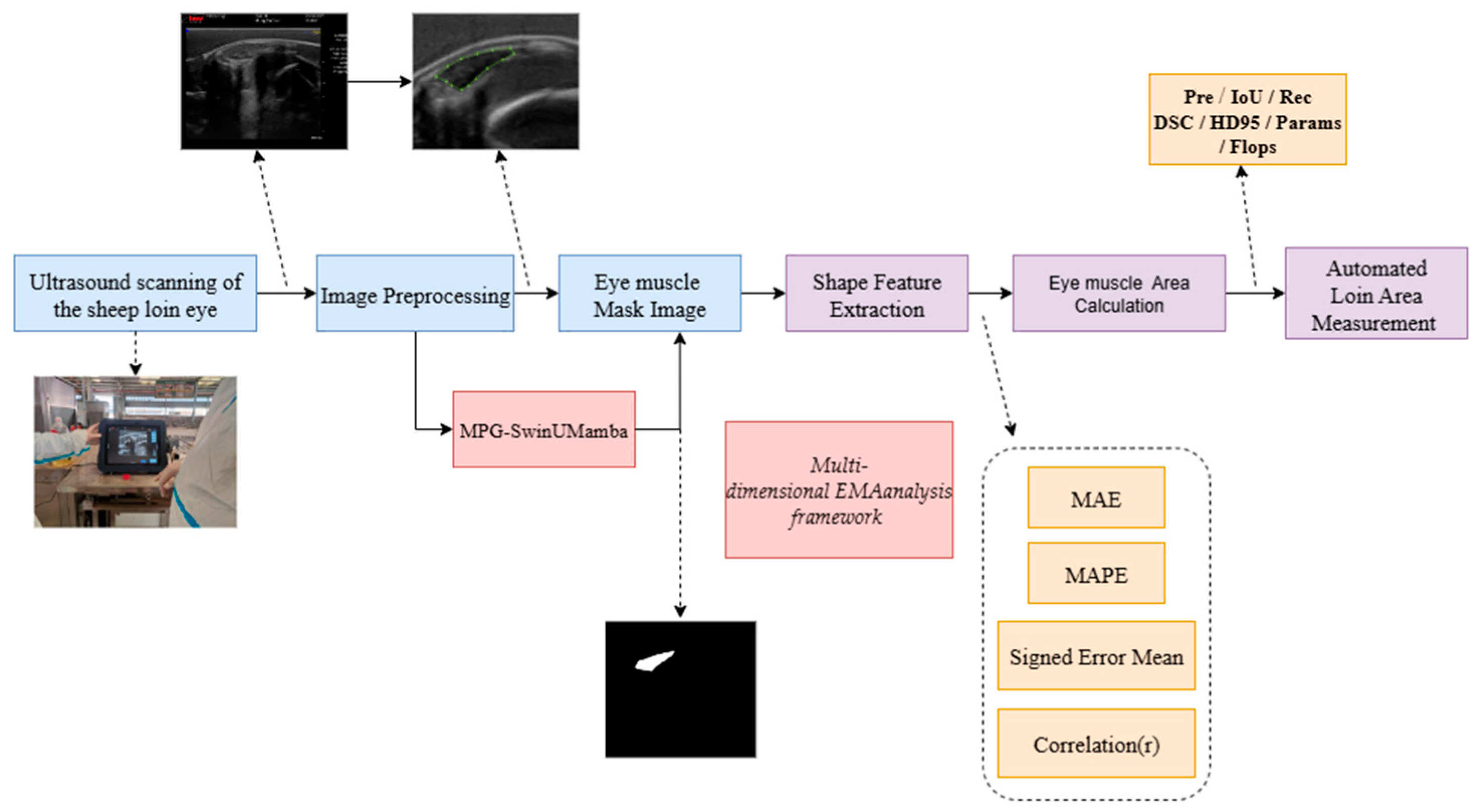 Animals 15 03509 g001