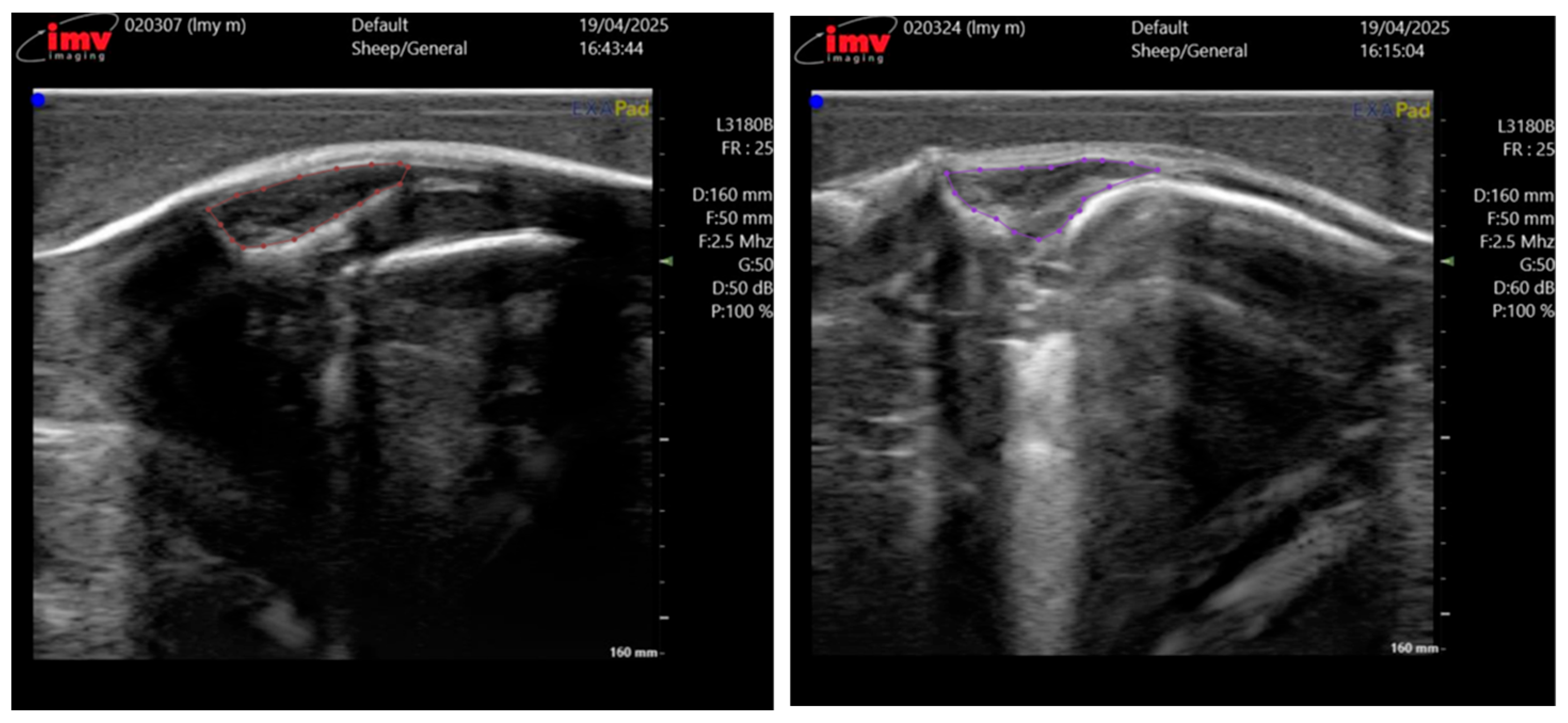 Animals 15 03509 g002