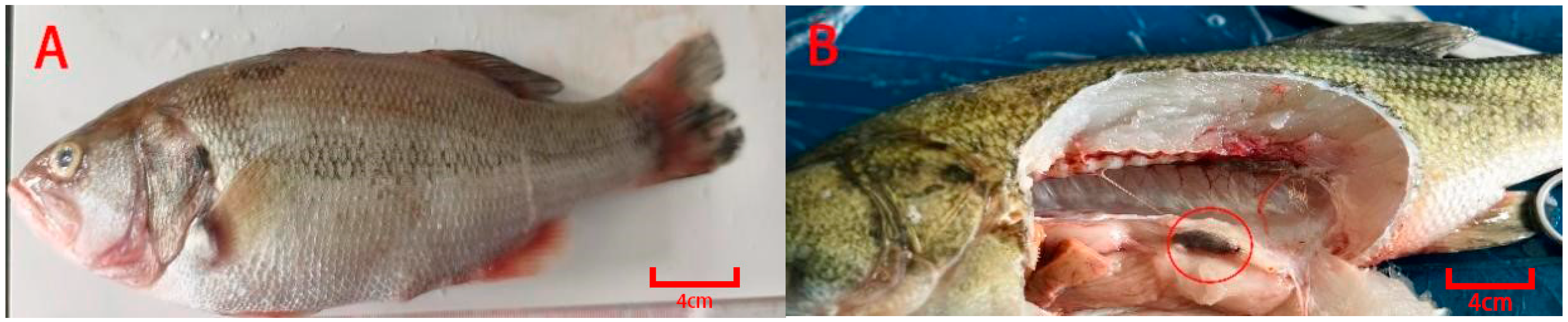 Animals 15 03510 g001