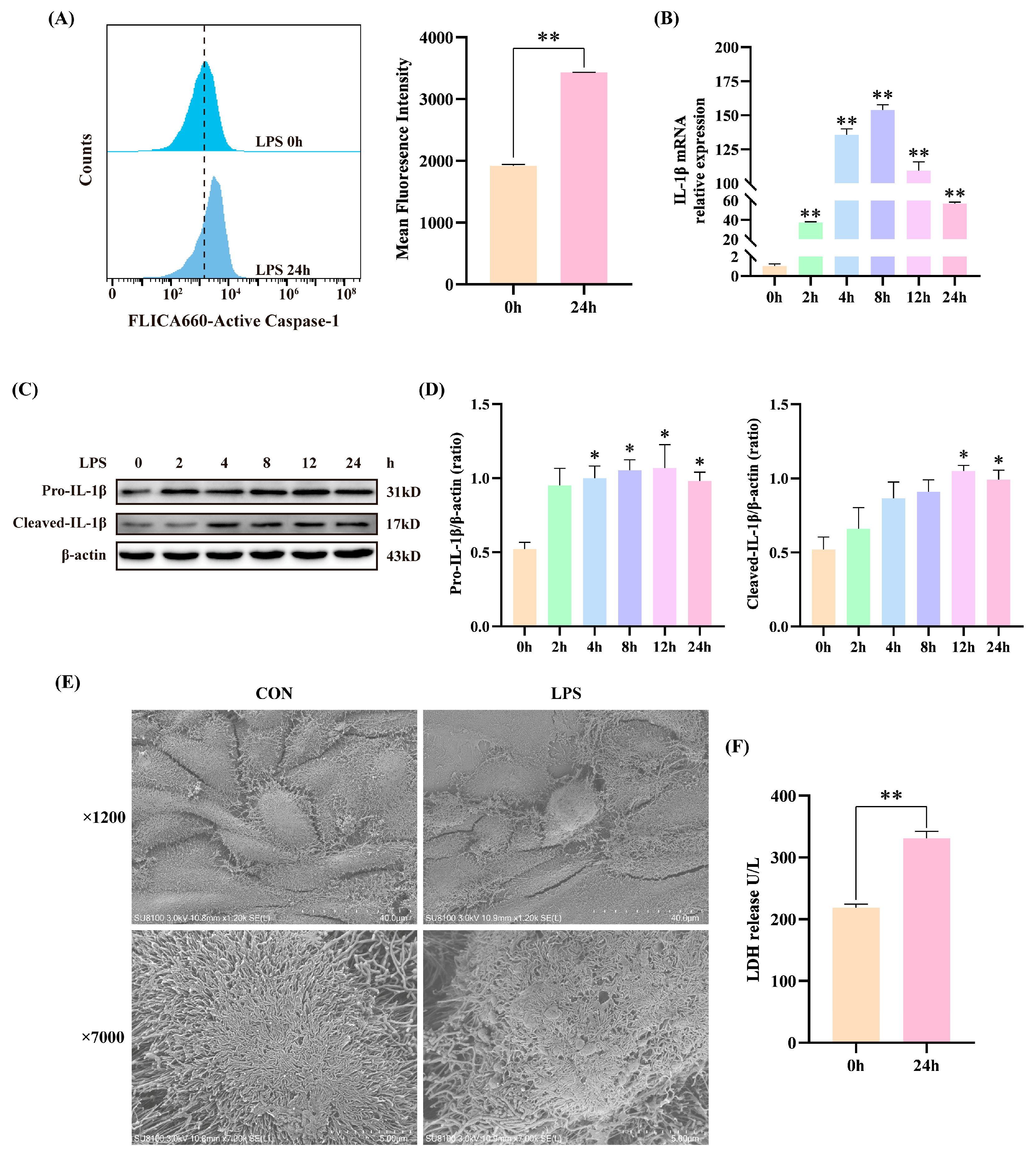 Animals 15 03513 g001