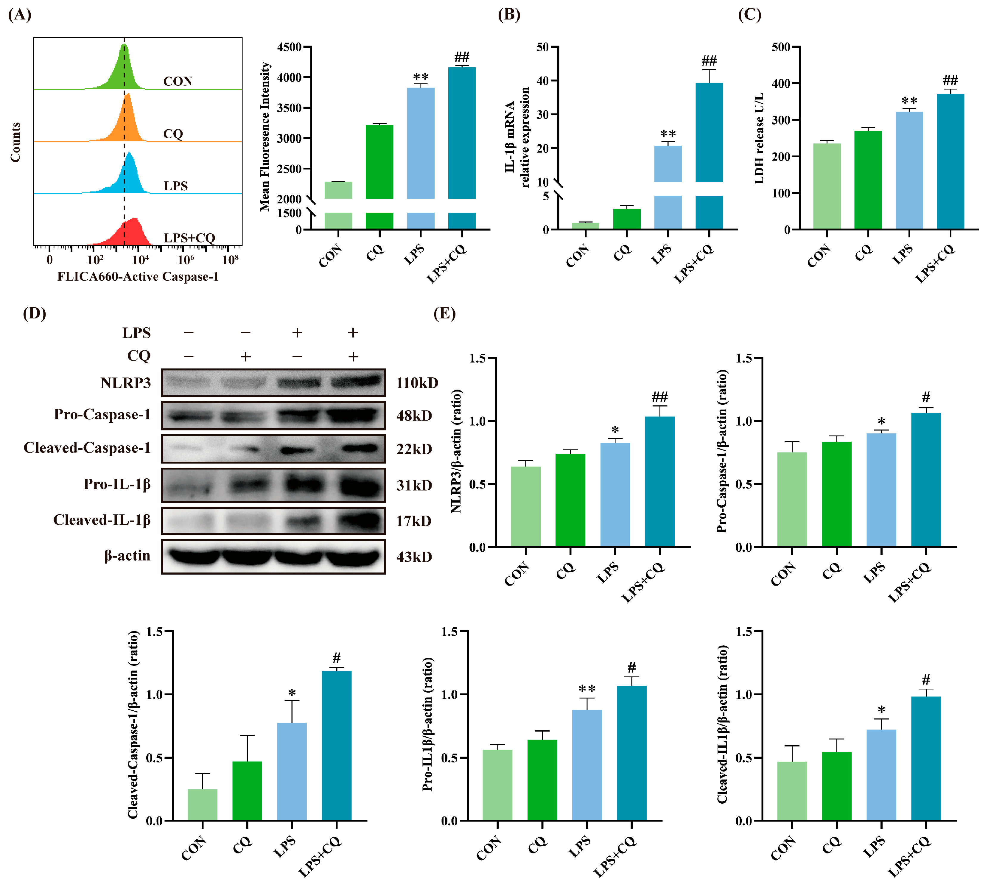 Animals 15 03513 g002