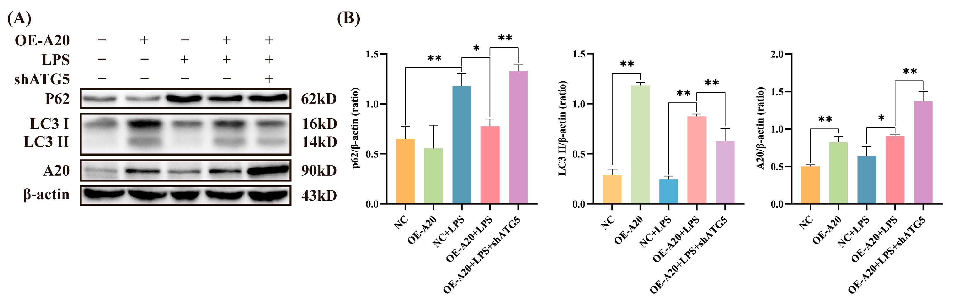 Animals 15 03513 g004