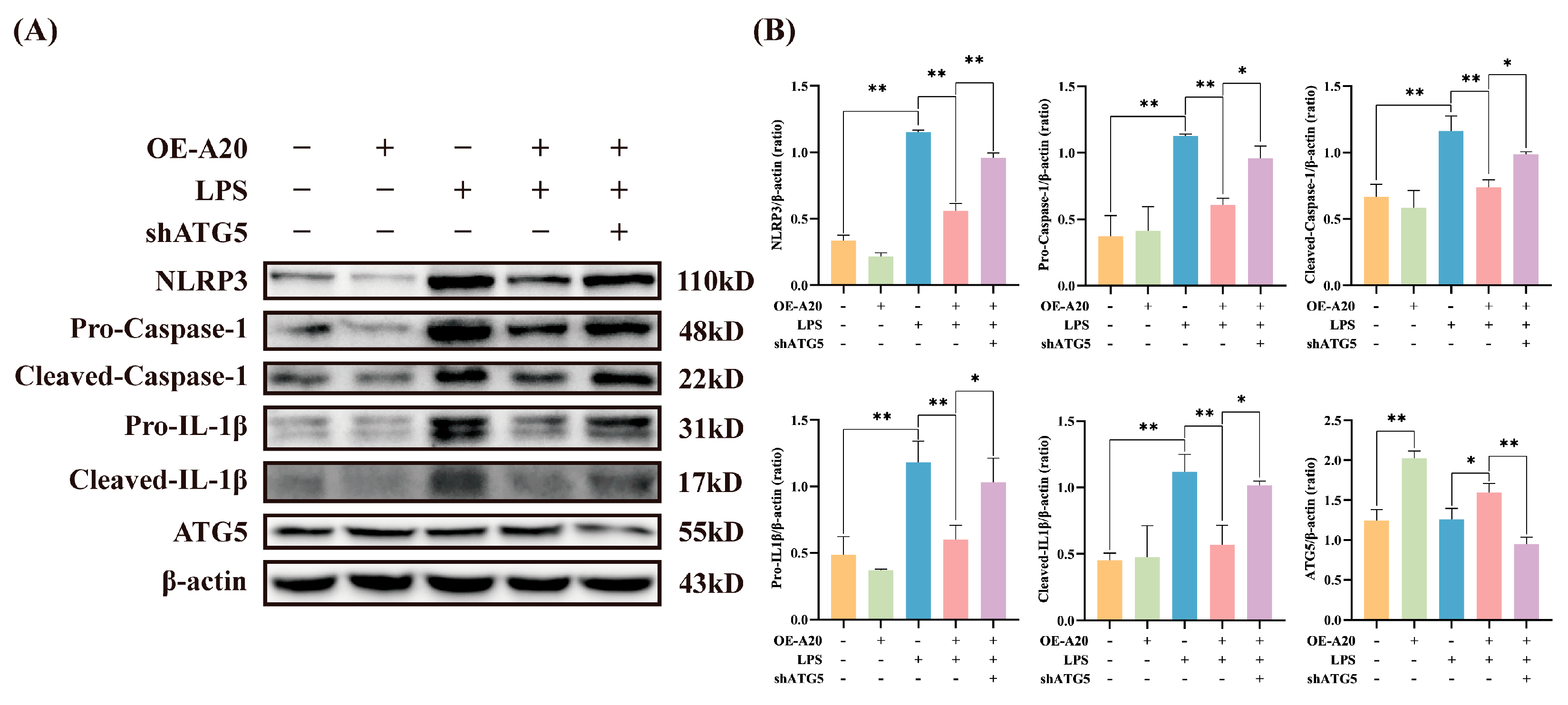 Animals 15 03513 g006