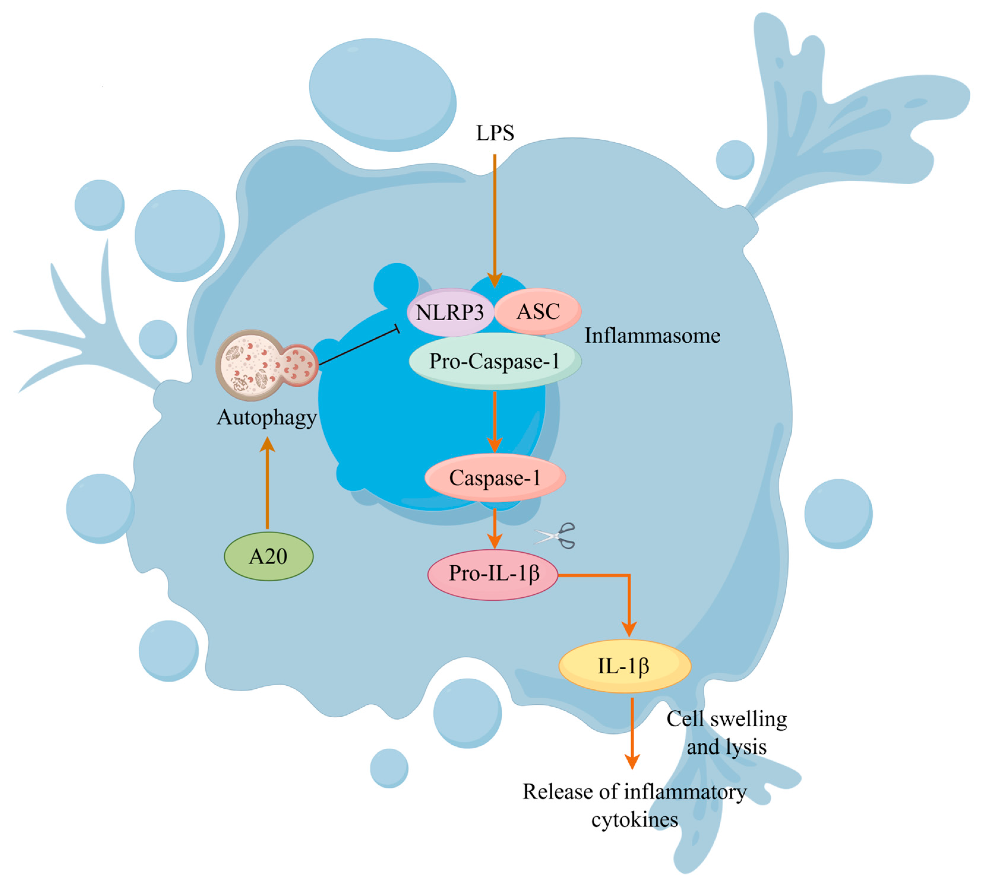 Animals 15 03513 g007