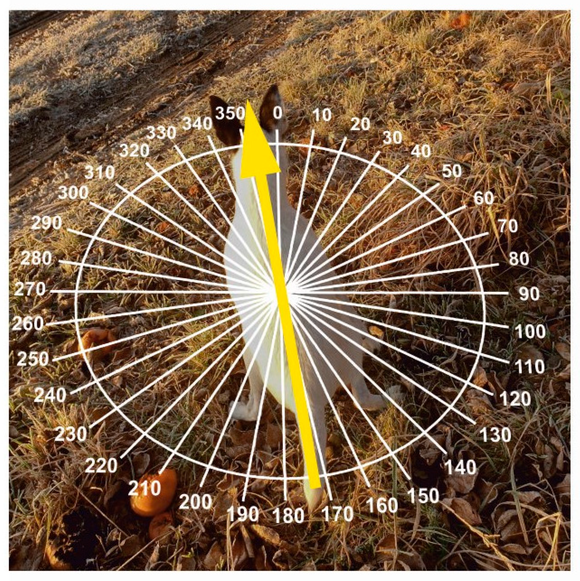 Animals 15 03534 g003 Animals 15 03534 g003