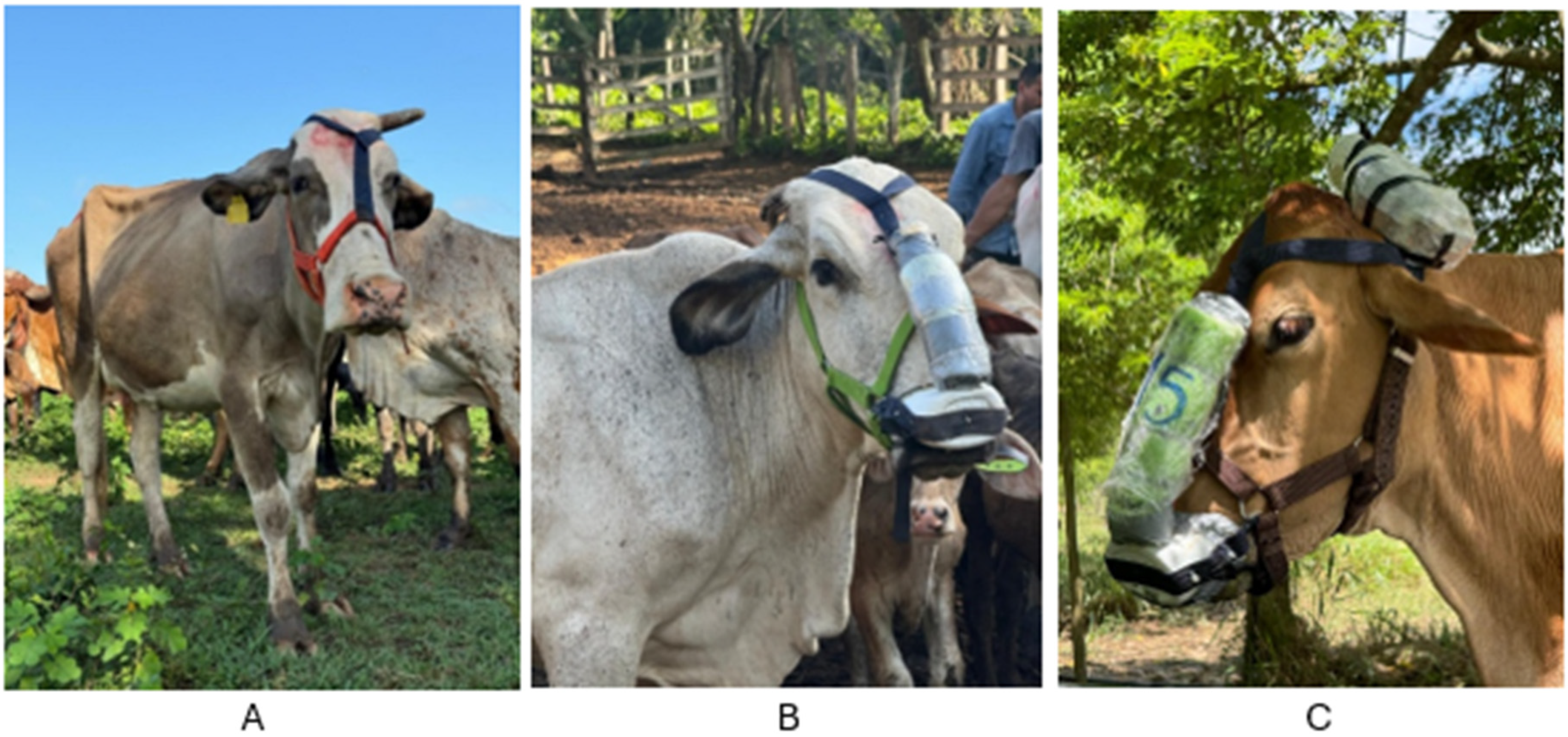 Animals 15 03542 g002 Animals 15 03542 g002