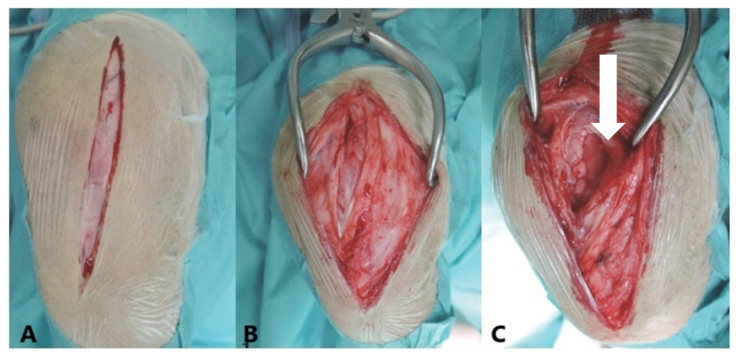 Animals 15 03545 g001