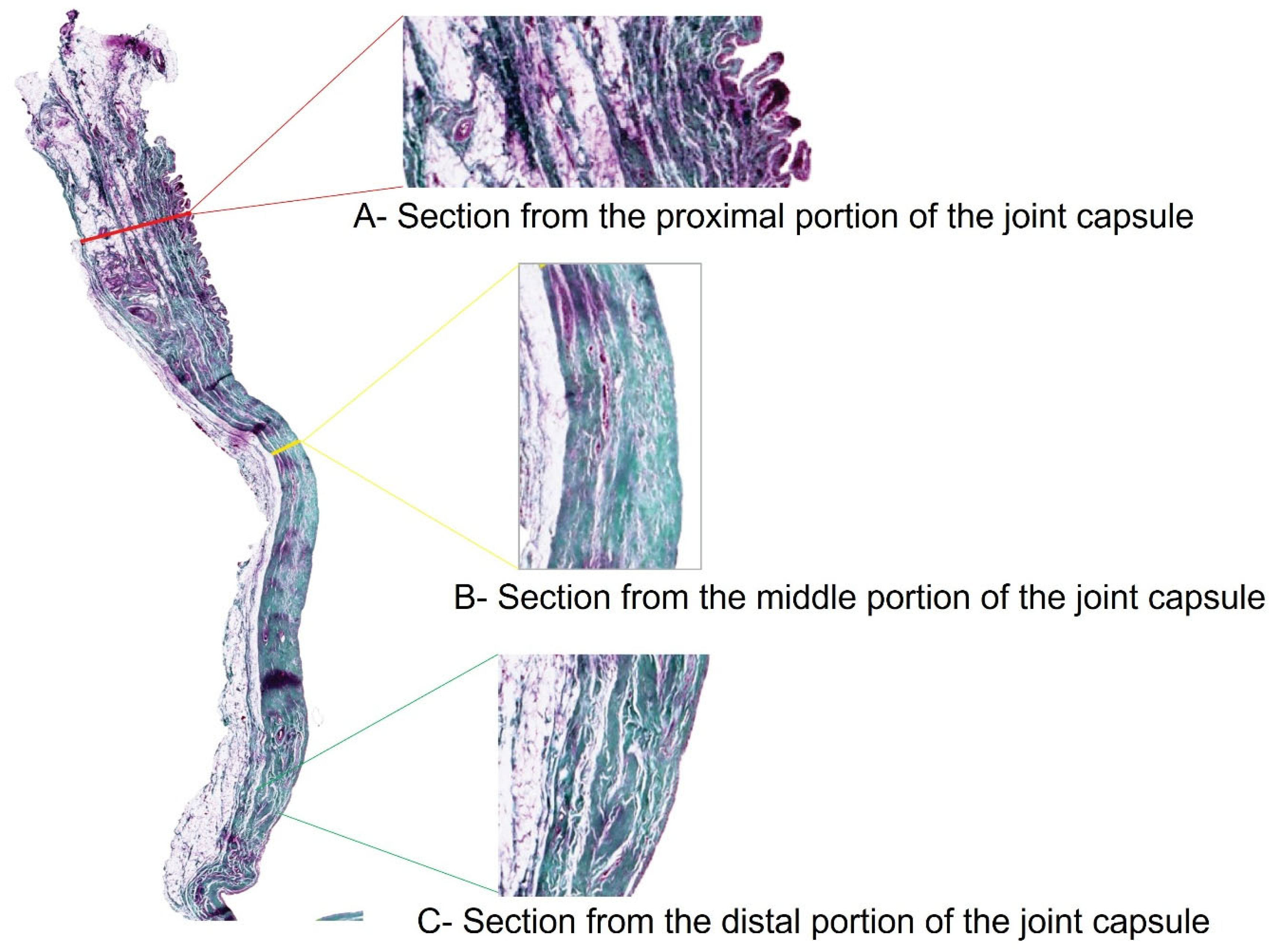 Animals 15 03545 g002