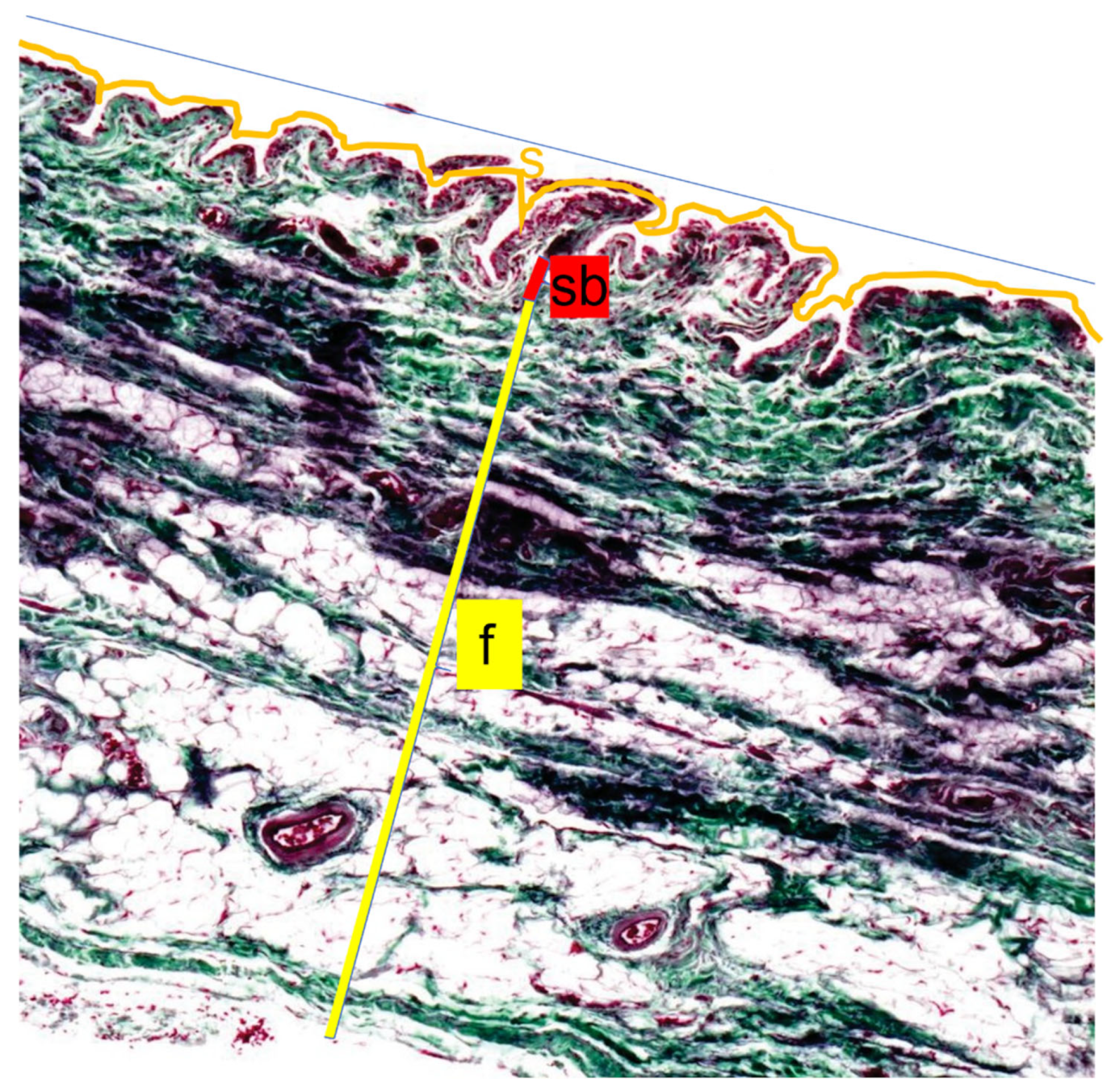 Animals 15 03545 g003