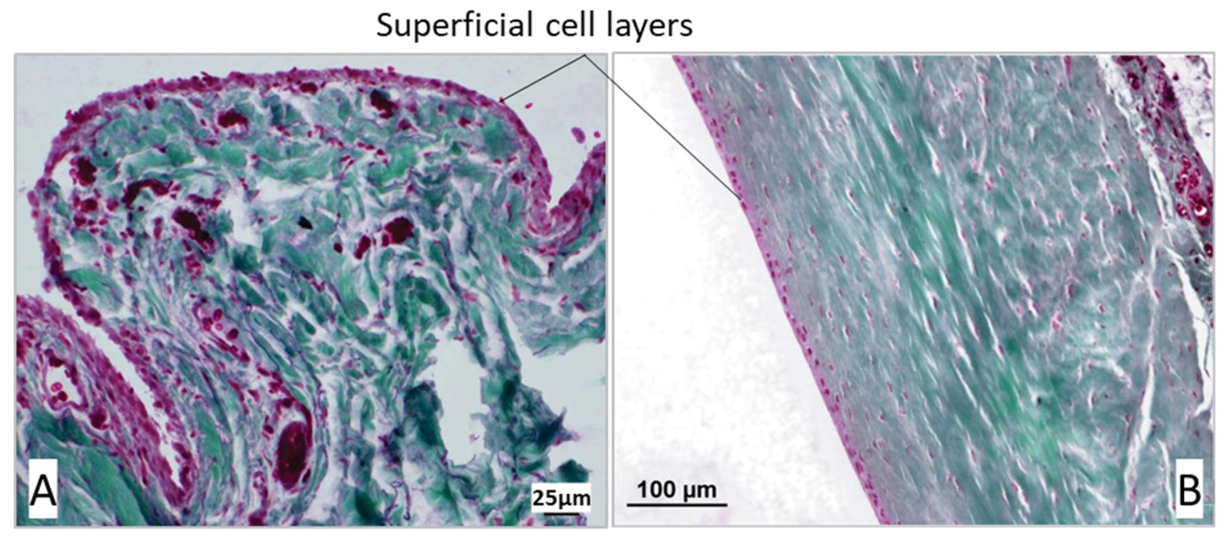 Animals 15 03545 g008