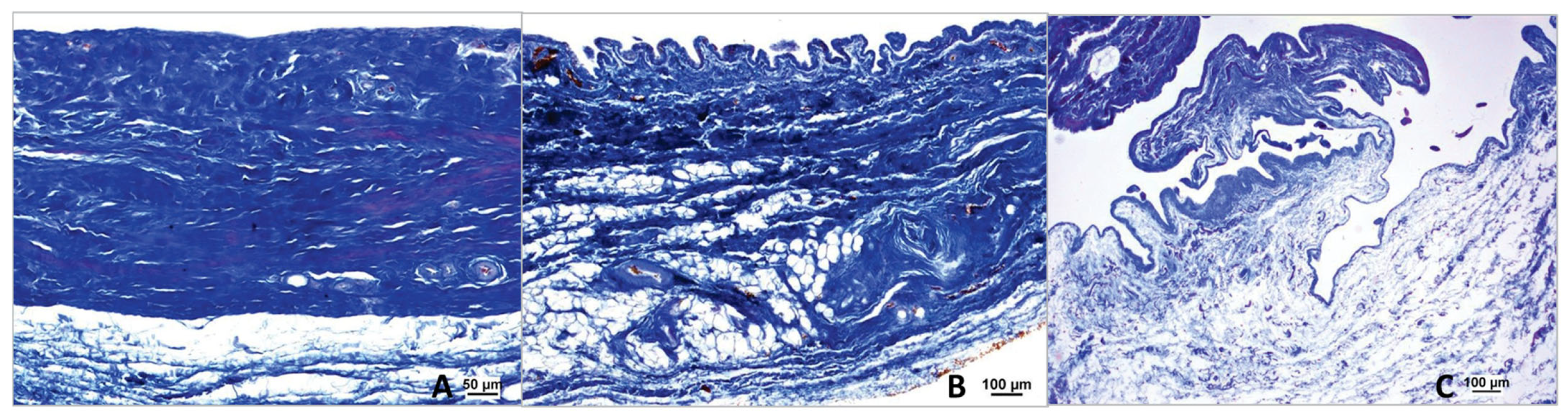 Animals 15 03545 g010