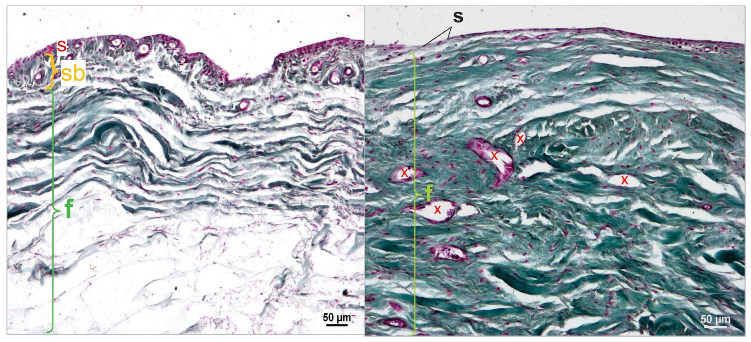 Animals 15 03545 g011