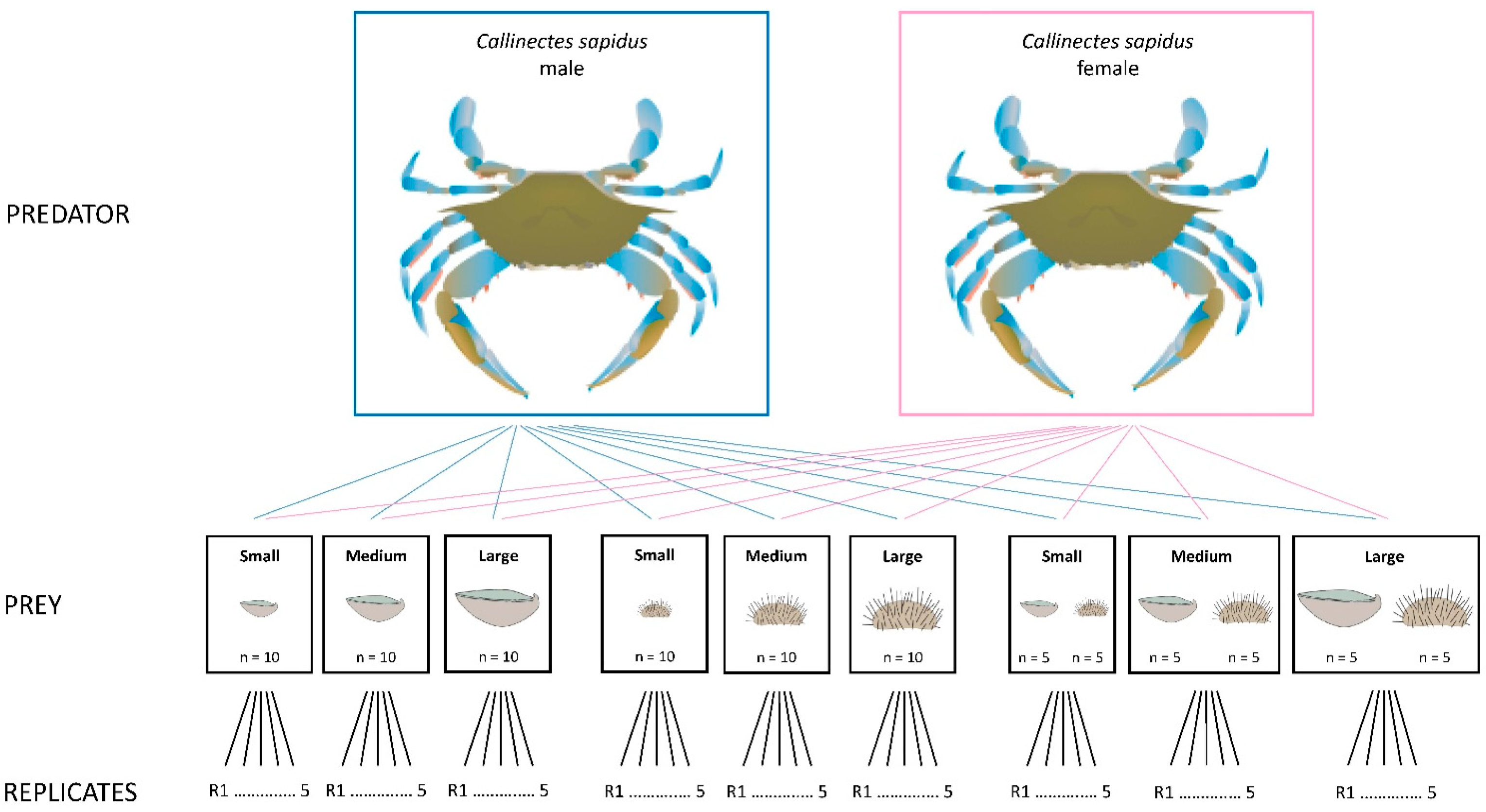 Animals 15 03553 g001 Animals 15 03553 g001