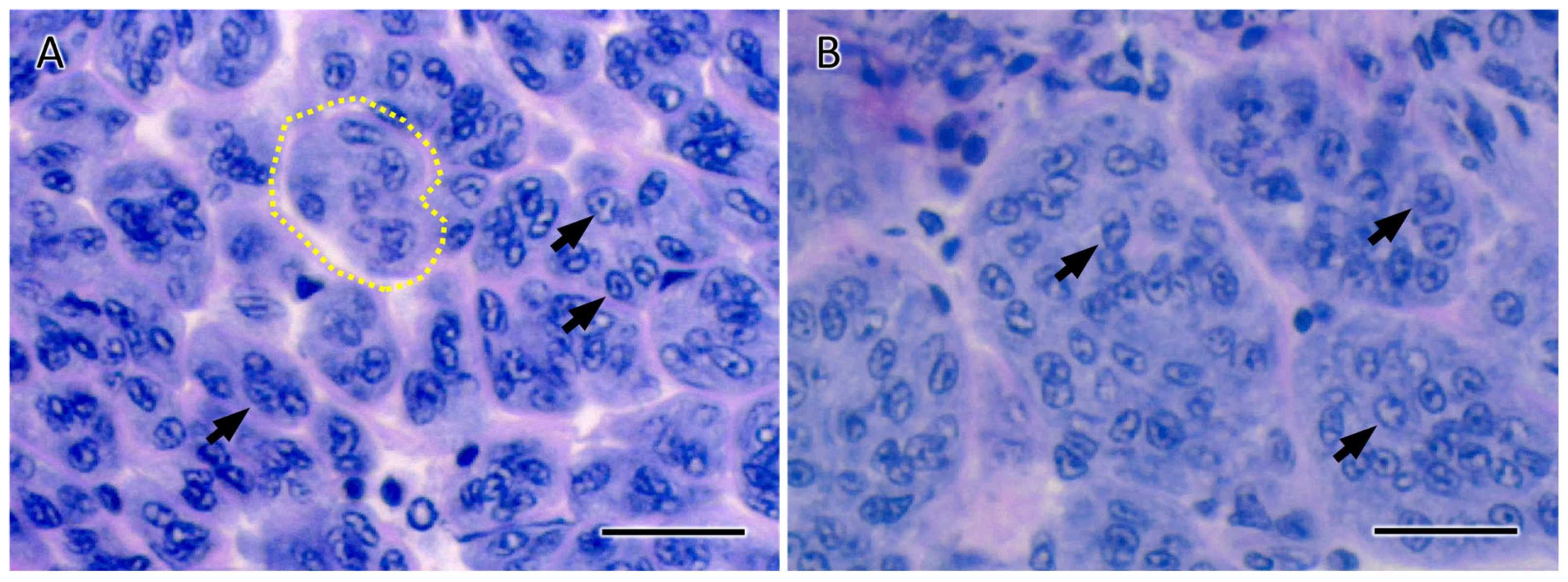 Animals 15 03556 g003 Animals 15 03556 g003