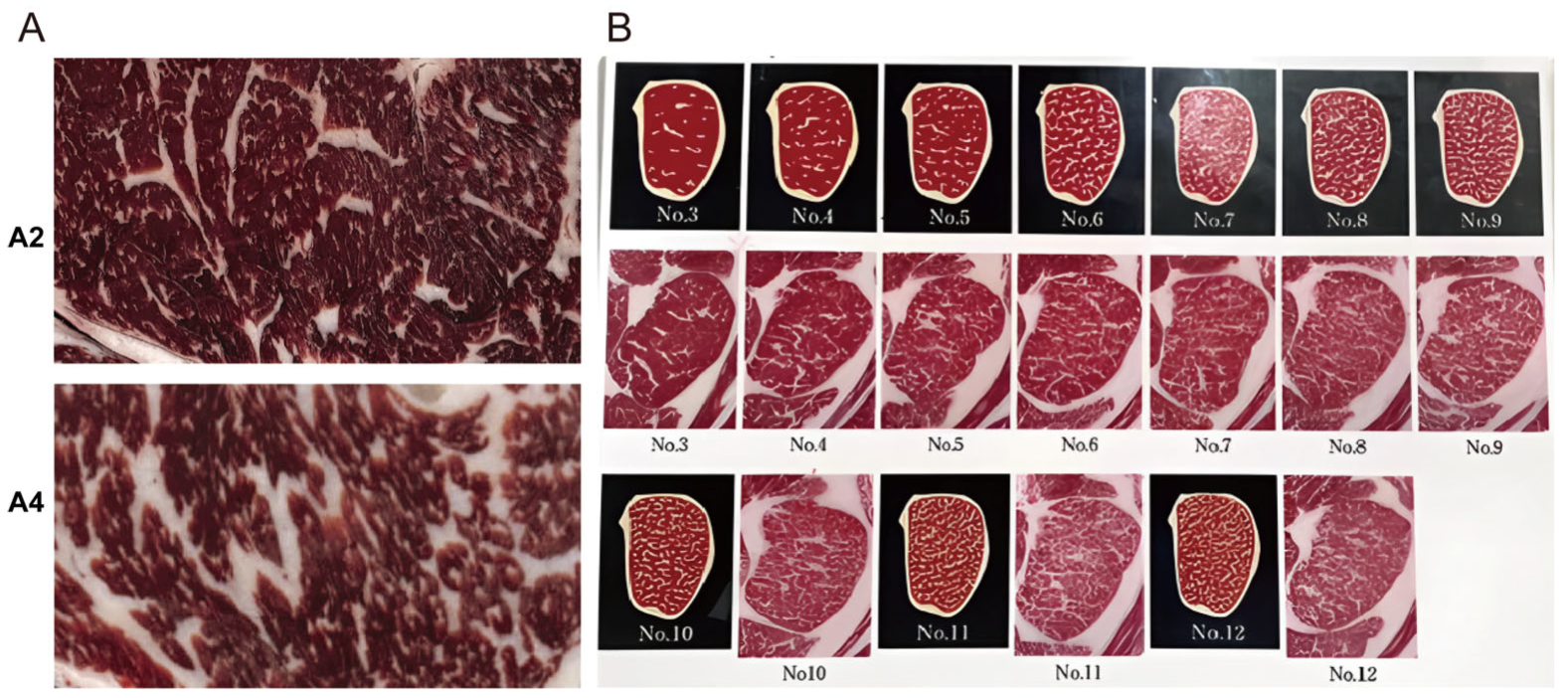 Animals 15 03558 g001 Animals 15 03558 g001