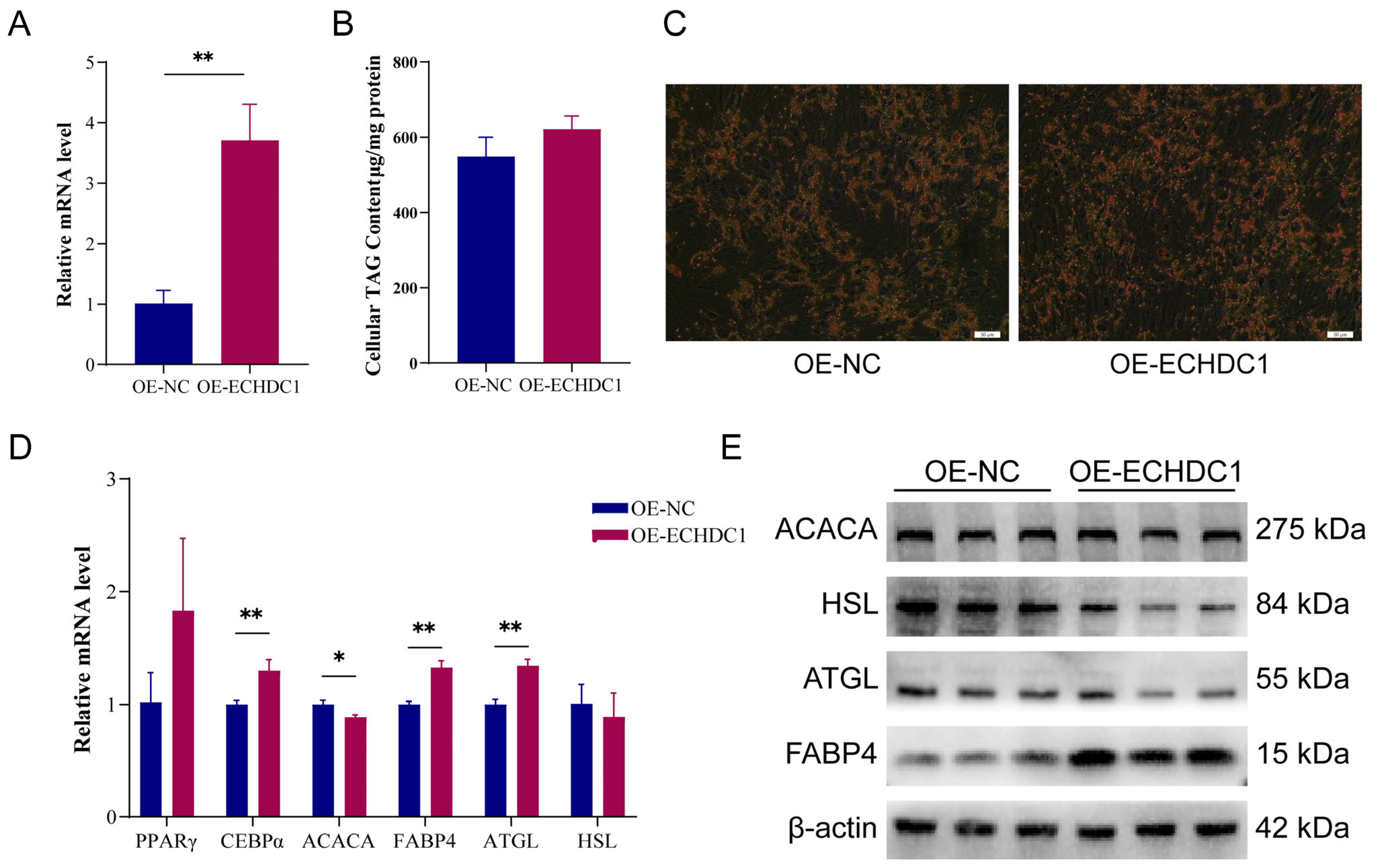 Animals 15 03558 g008 Animals 15 03558 g008