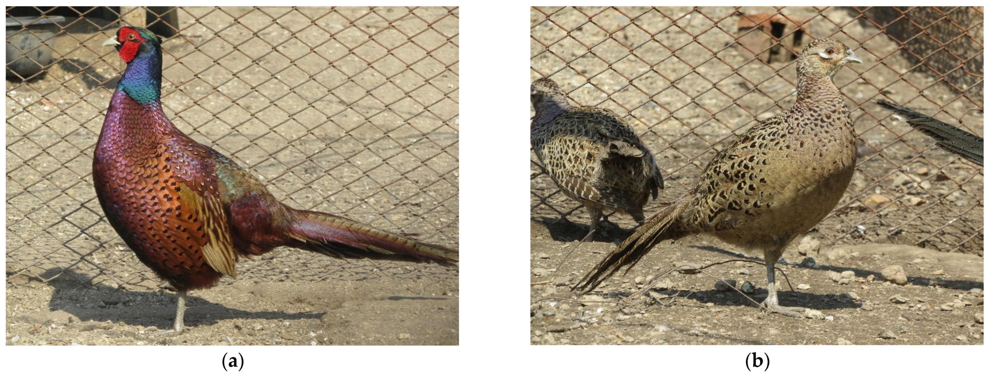 Animals 15 03561 g001 Animals 15 03561 g001