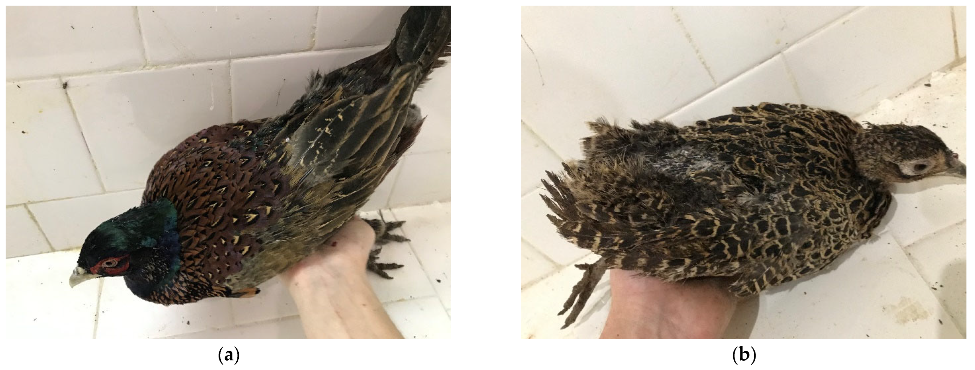 Animals 15 03561 g002 Animals 15 03561 g002